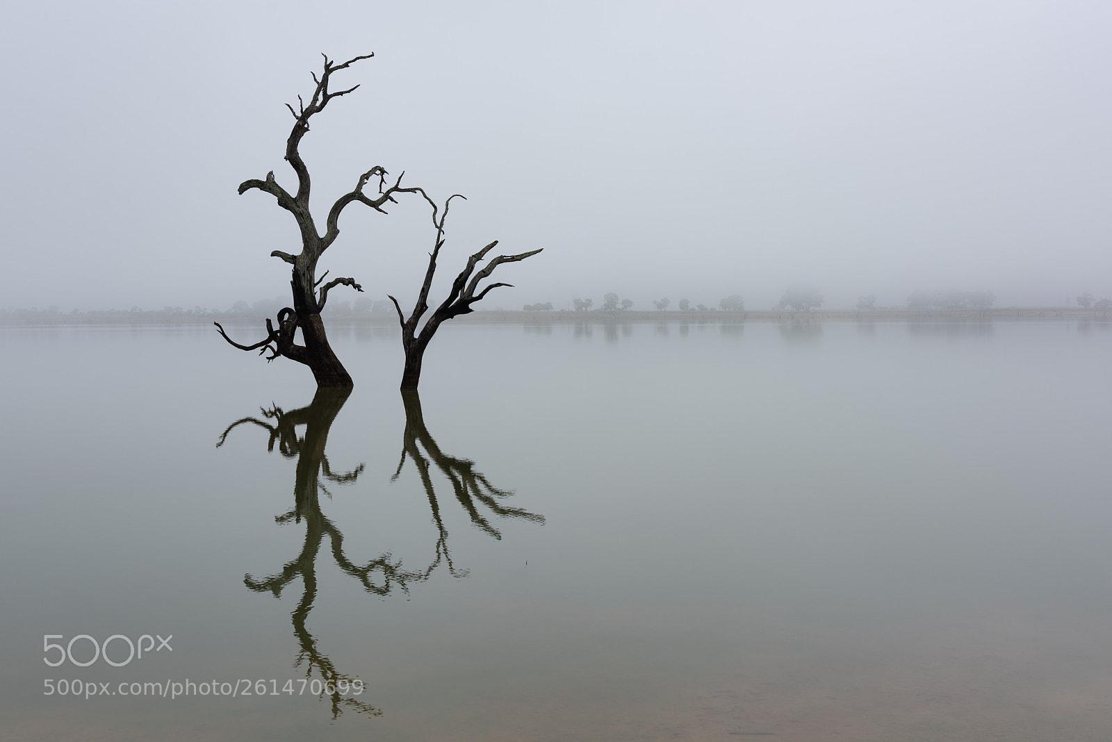 Nikon D810 sample photo. The foggy morning photography