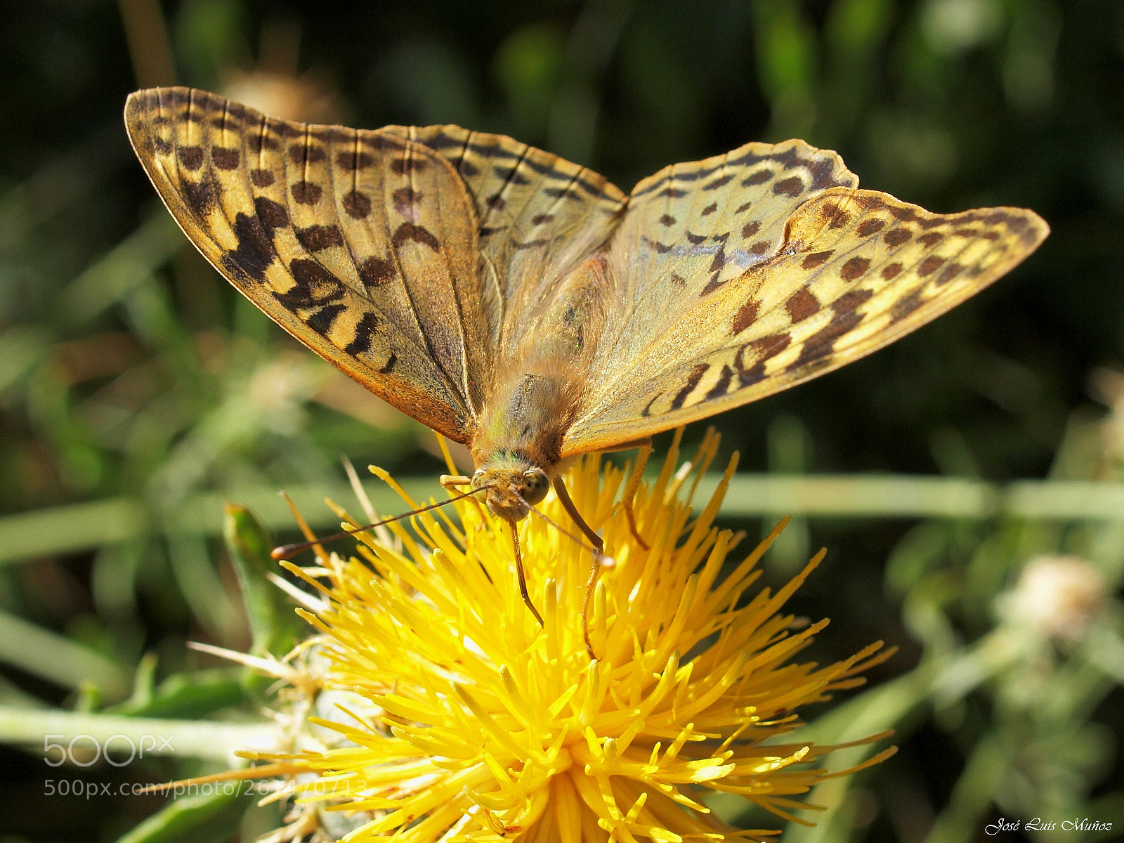 Olympus E-3 sample photo. Mariposa photography