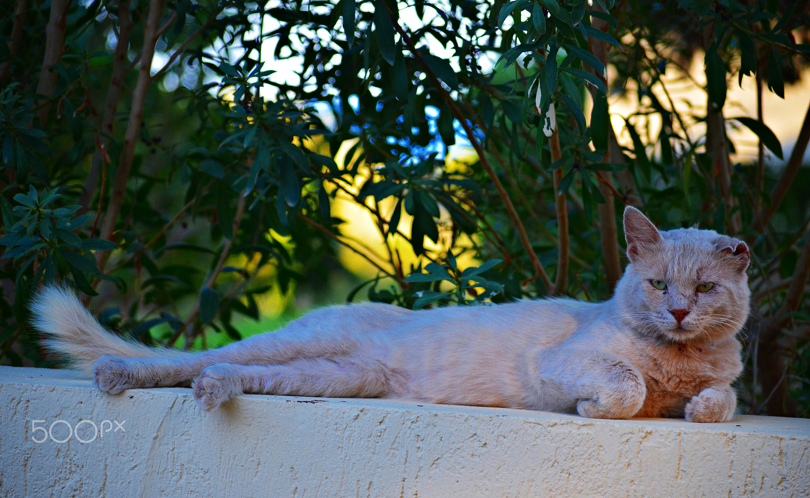 Nikon D5100 sample photo. Cat photography