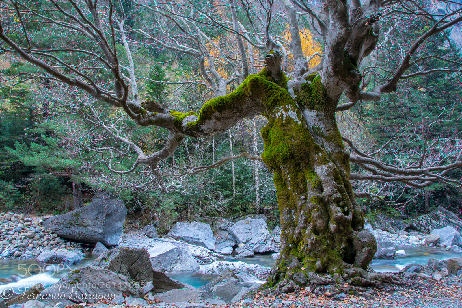 Nikon D7100 sample photo. Encina centenaria ordesa photography