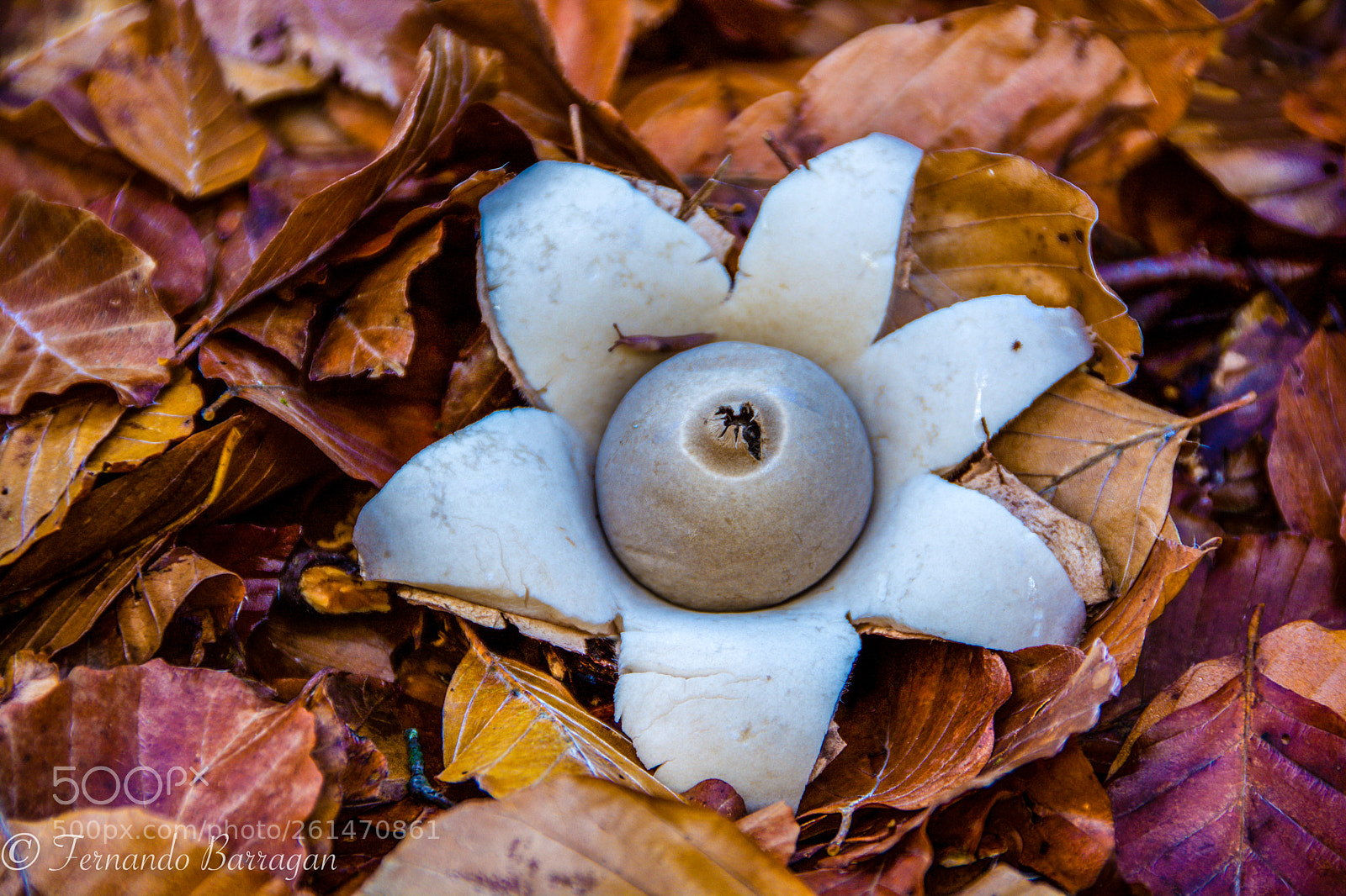 Nikon D7100 sample photo. Hongo pedo de lobo photography