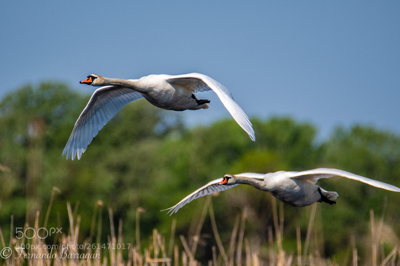 Nikon D500 sample photo. Cisnes volando photography