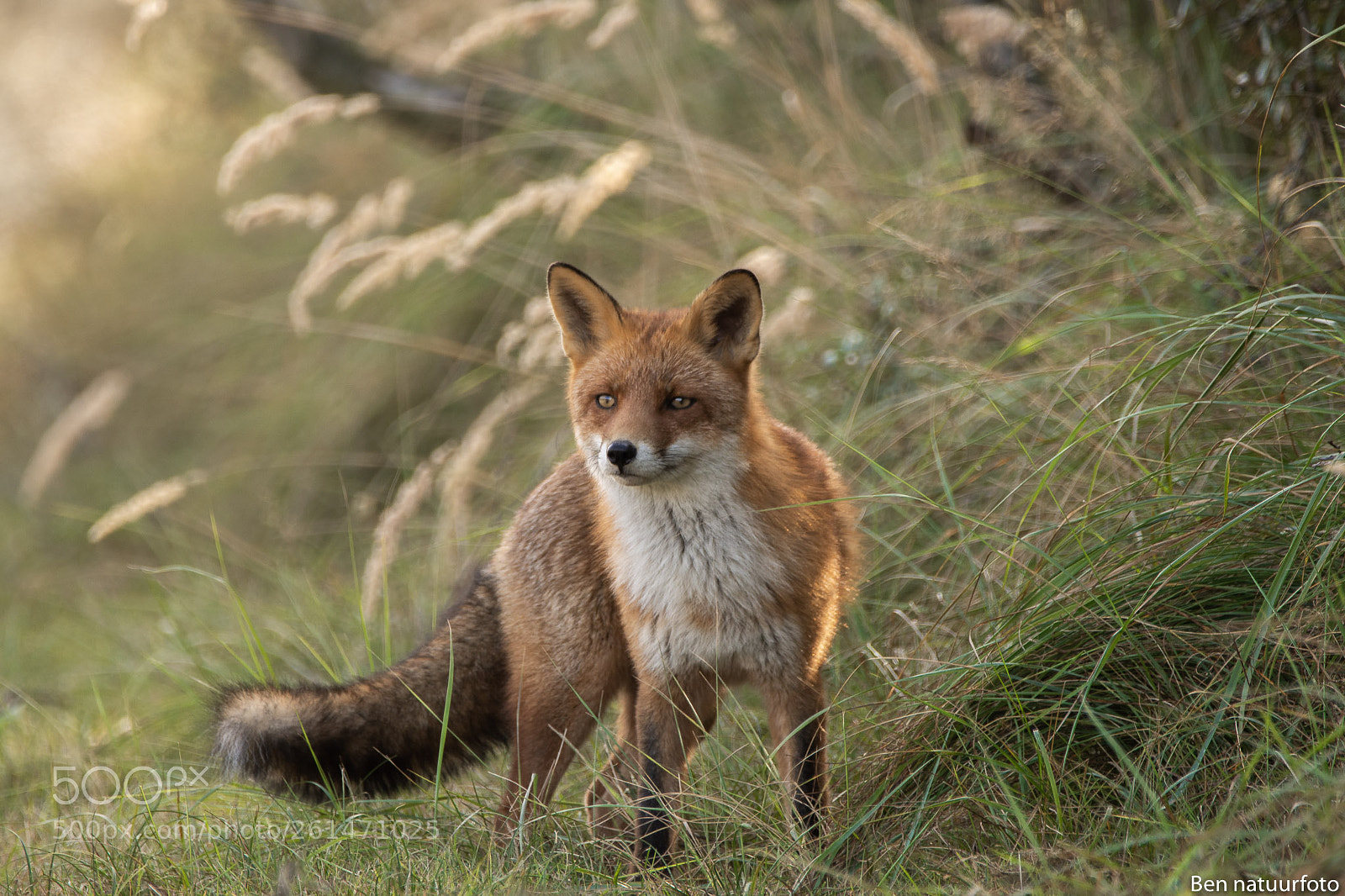 Nikon D7200 sample photo. Fox in beautiful light photography