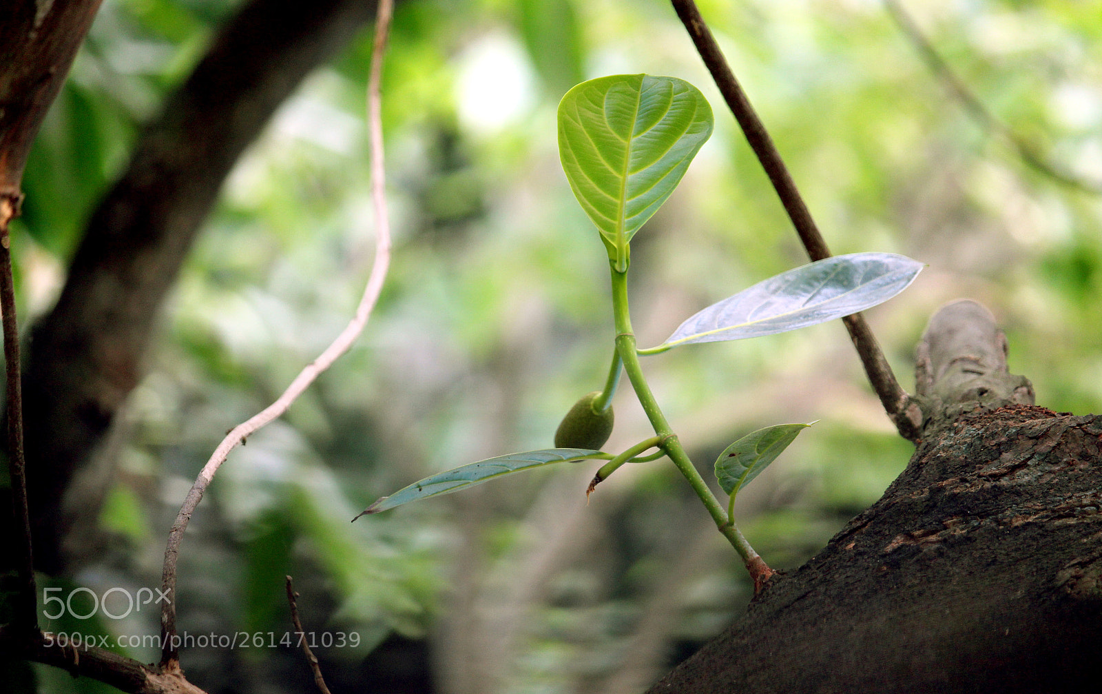 Canon EOS 700D (EOS Rebel T5i / EOS Kiss X7i) sample photo. Natural leaf with jackfruit photography