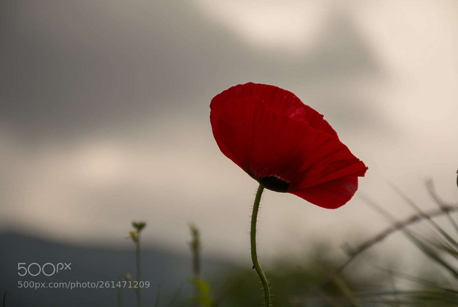 Nikon D7100 sample photo. Poppy.. photography