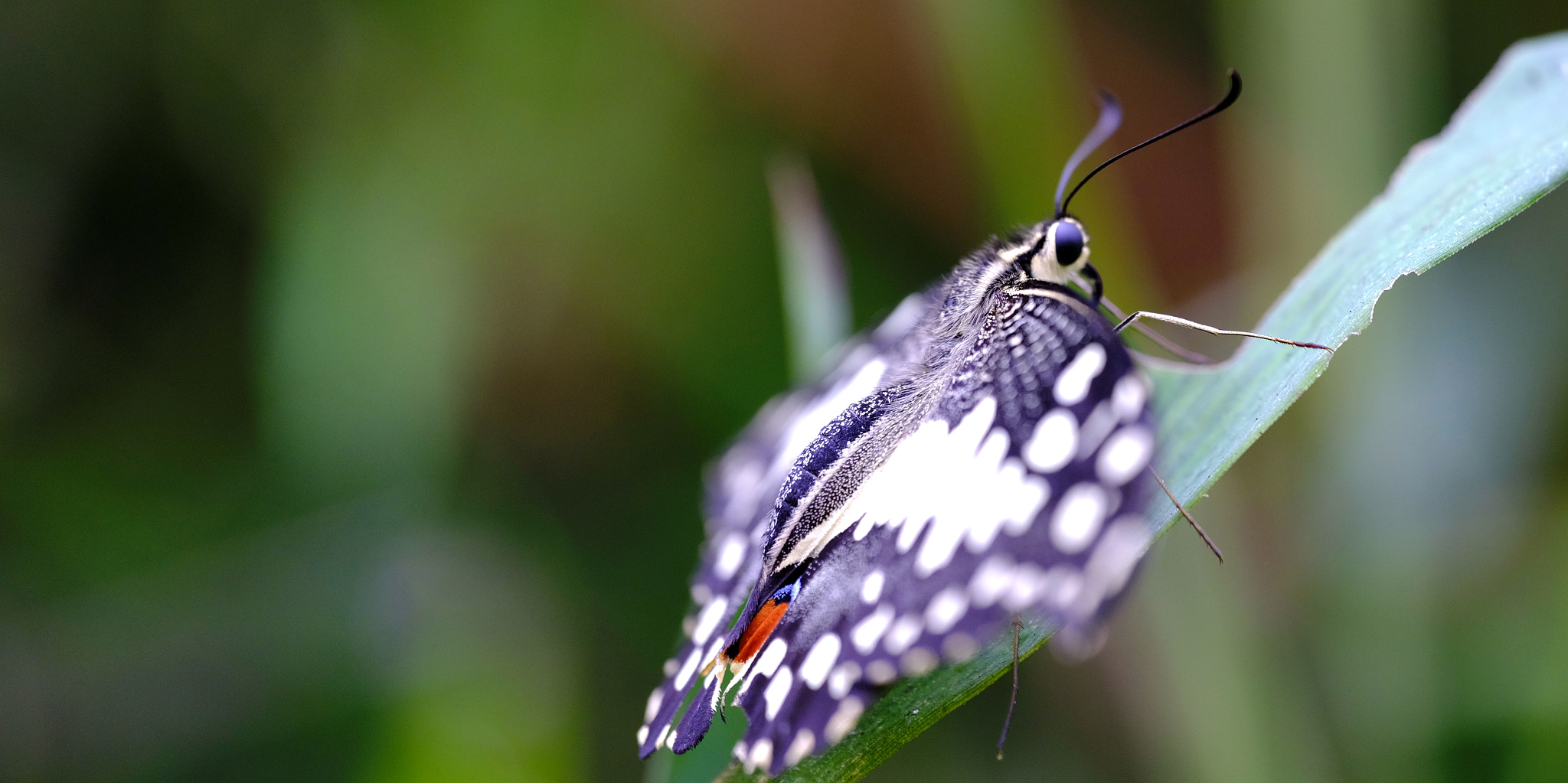 Fujifilm GFX 50S sample photo. Lime swallowtail ii photography