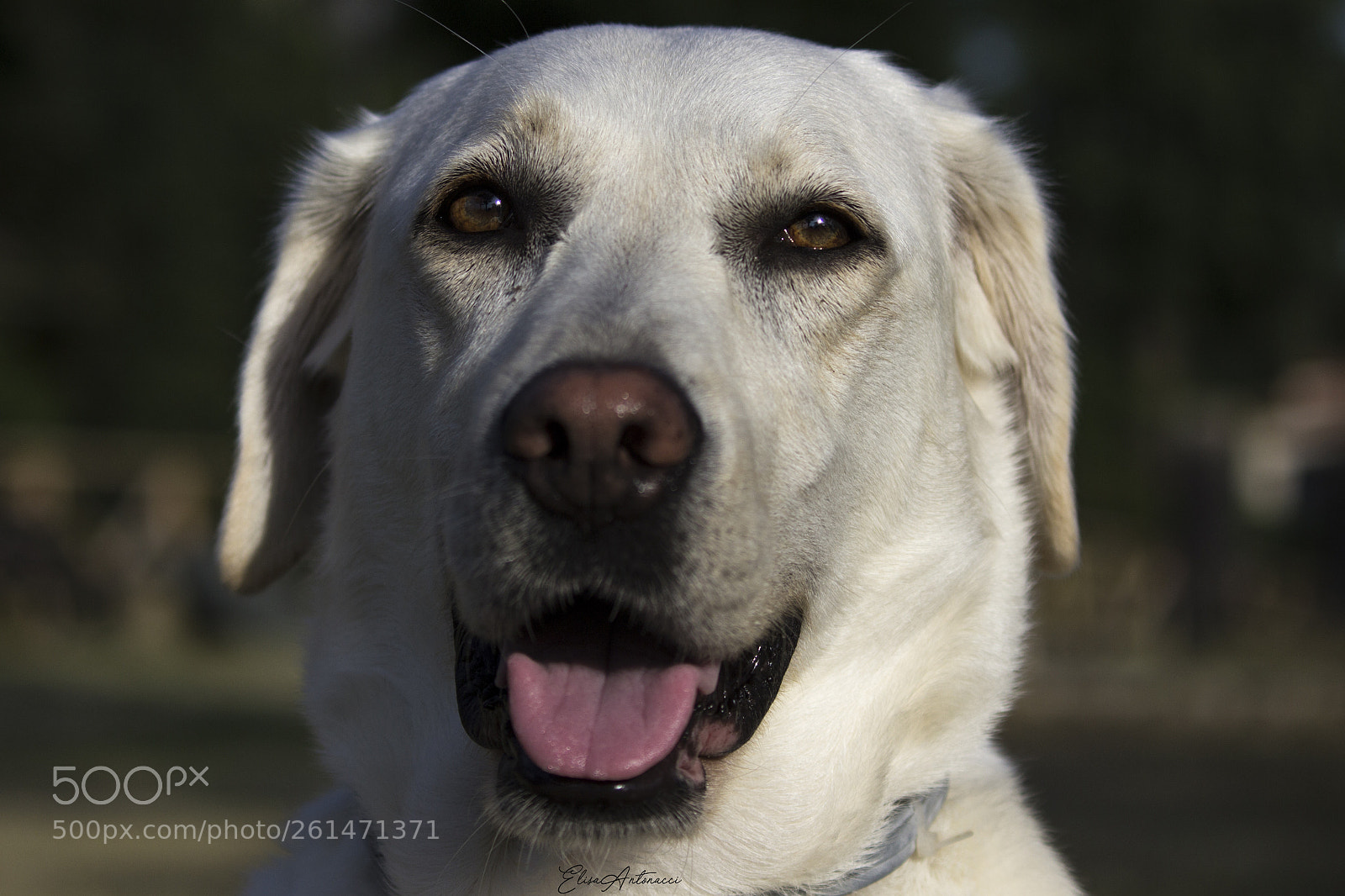 Canon EOS 600D (Rebel EOS T3i / EOS Kiss X5) sample photo. Beautiful eyes photography
