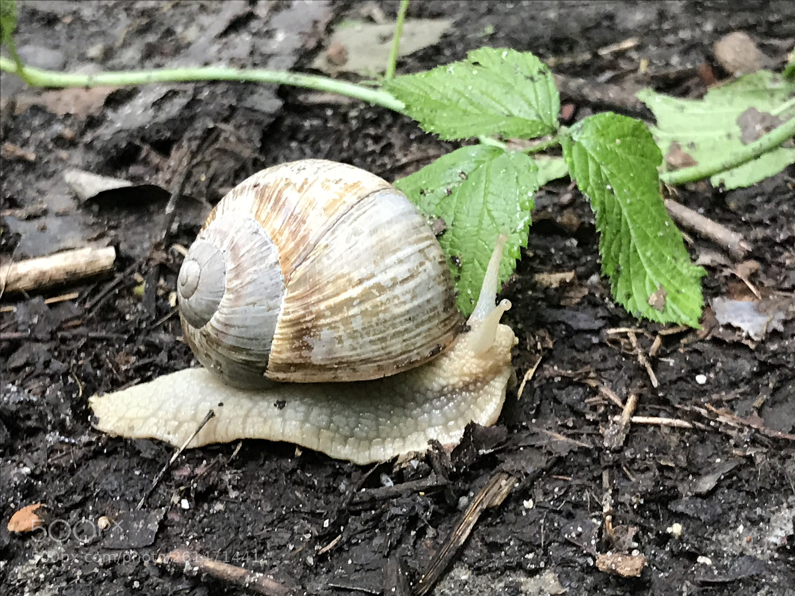 Apple iPhone 7 sample photo. Snail, snail, little snail photography