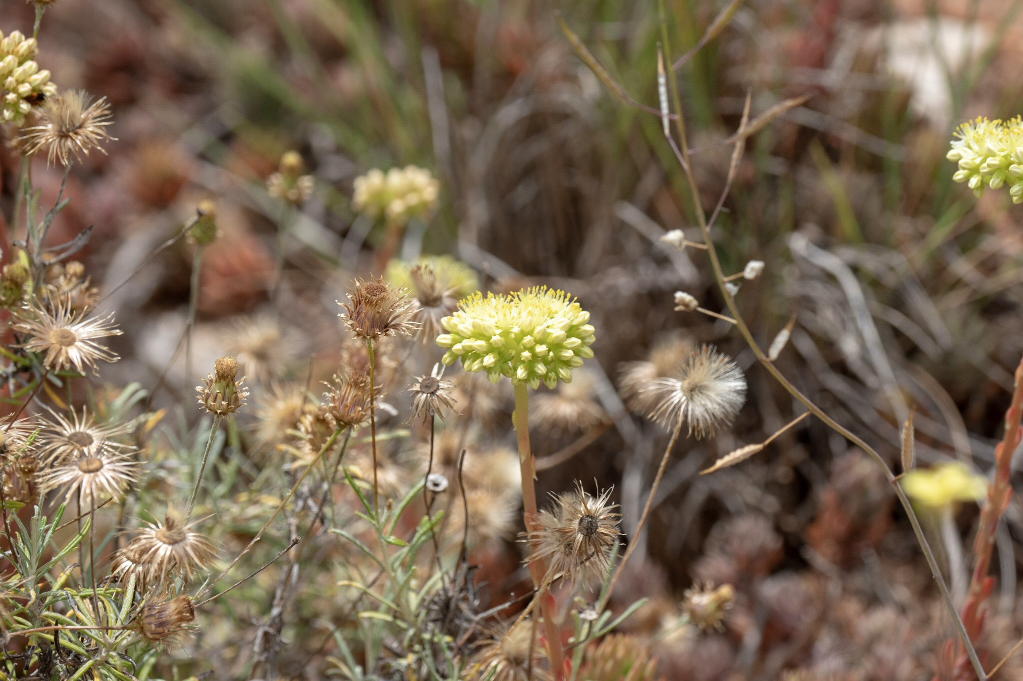 Olympus PEN-F sample photo. Blumenwiese photography