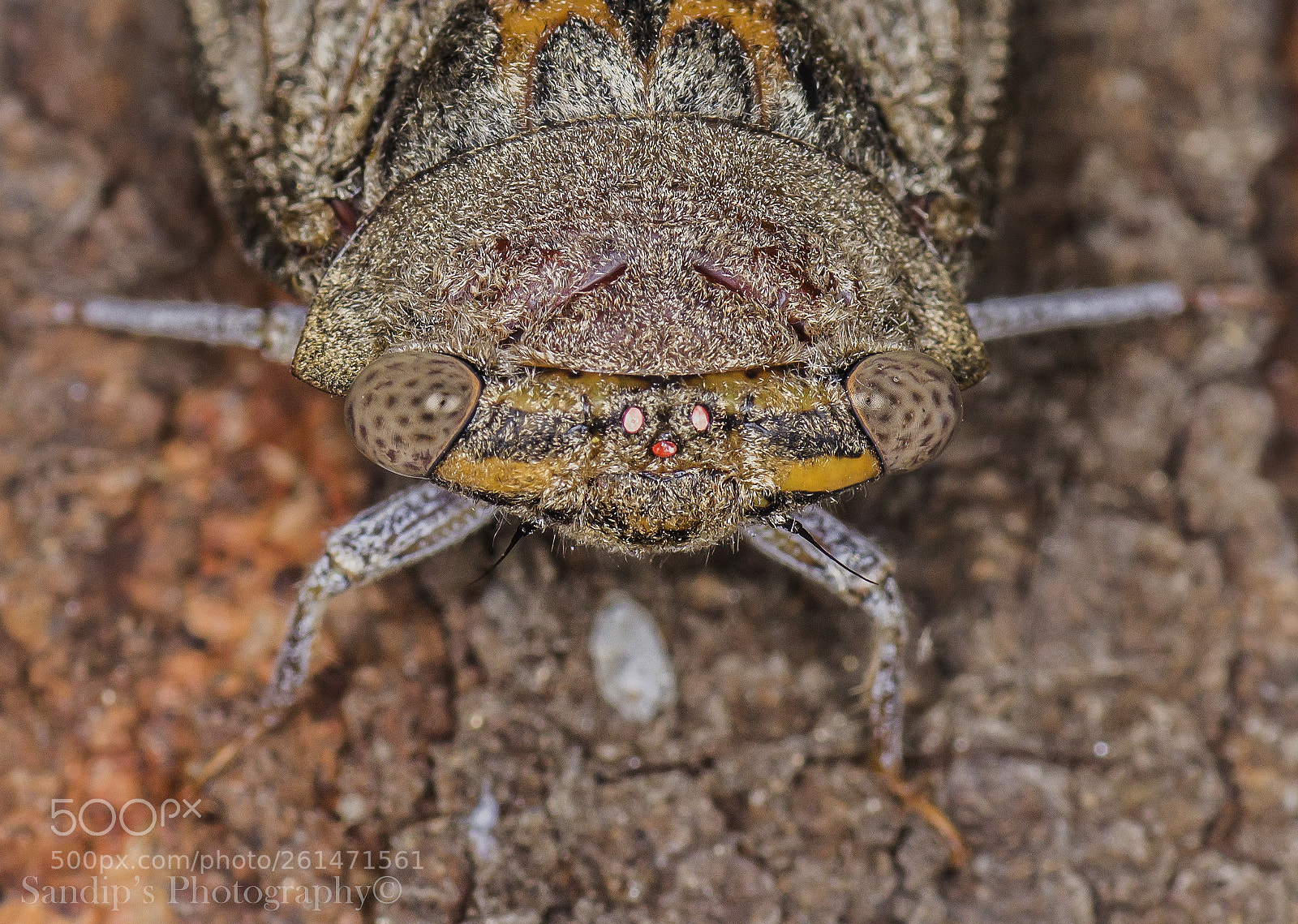 Canon EOS 600D (Rebel EOS T3i / EOS Kiss X5) sample photo. Cicada: close up.... photography