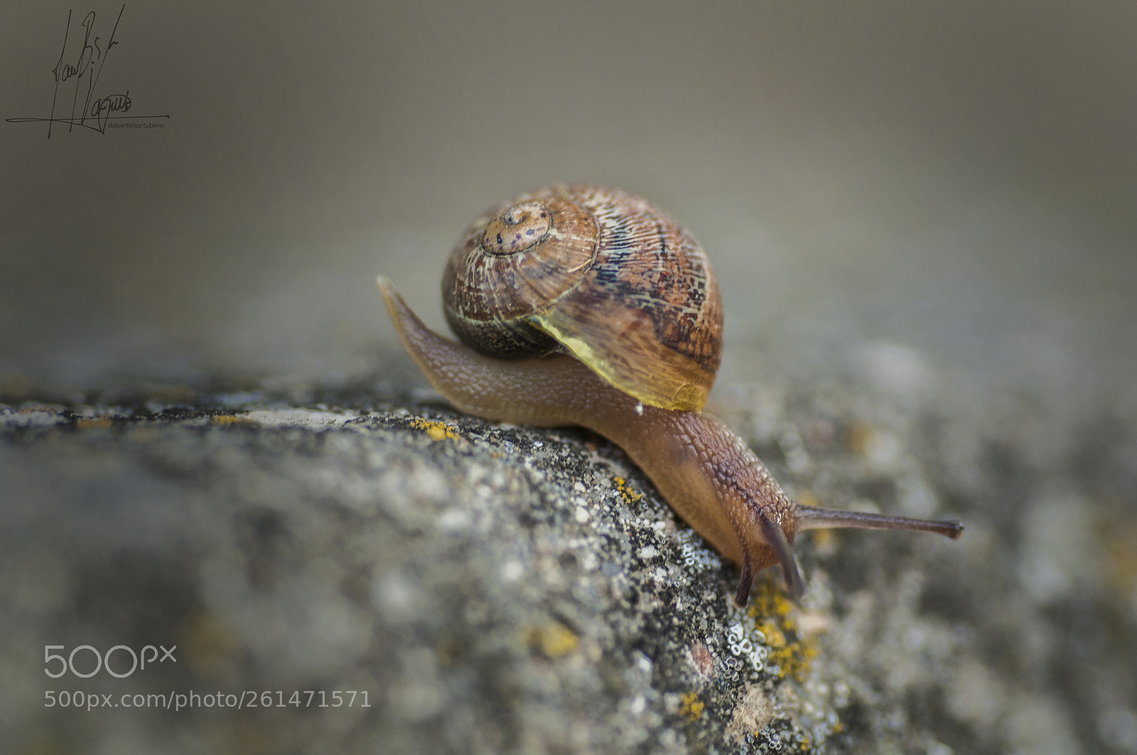 Nikon D90 sample photo. Caracol col col photography