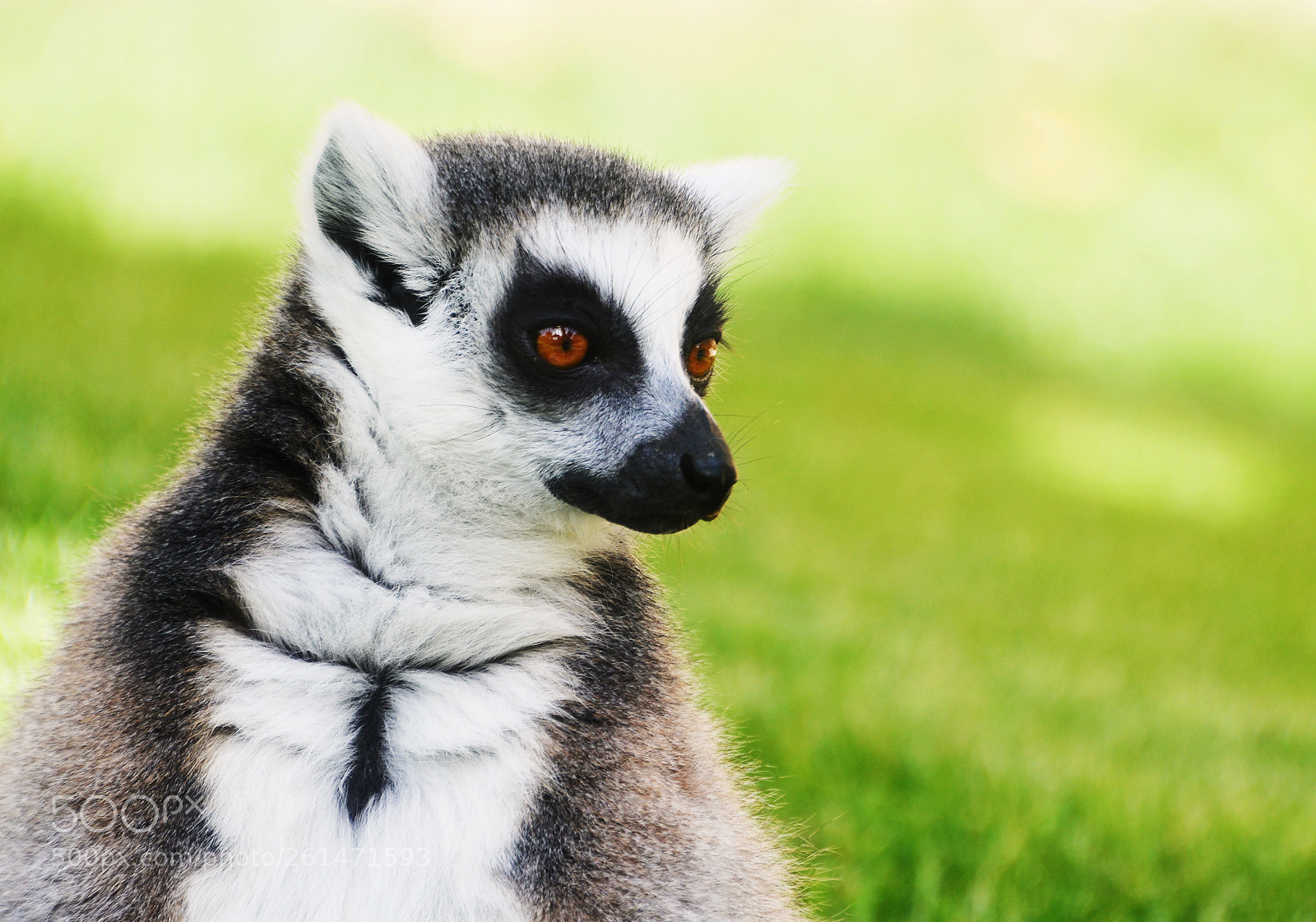 Nikon D800 sample photo. Ring-tailed lemur photography