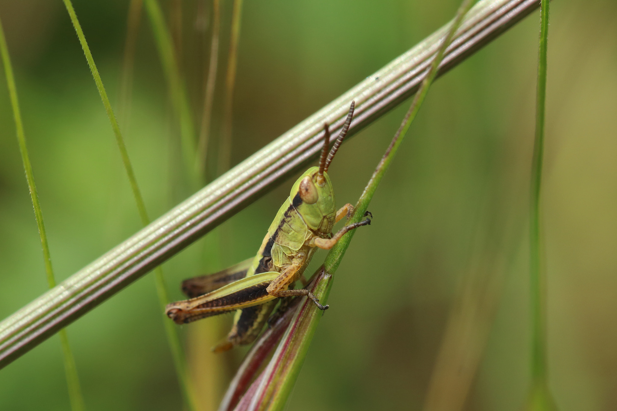 Canon EOS 70D + Canon EF 100mm F2.8L Macro IS USM sample photo. Grass is my kingdom photography