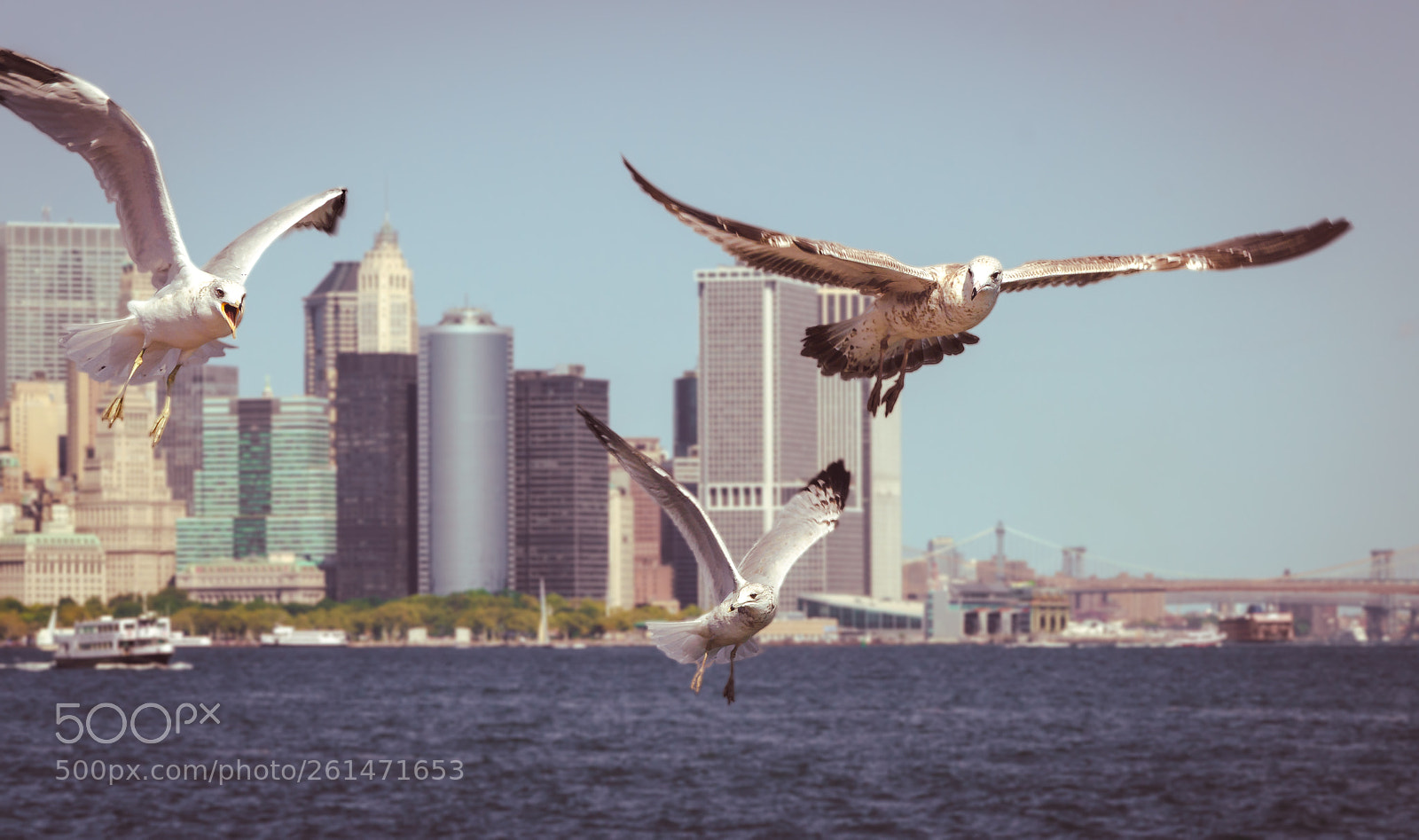 Nikon D5100 sample photo. Nyc seagull squadron photography
