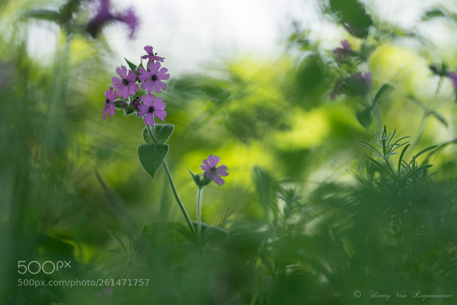 Nikon D7100 sample photo. Fleurs sauvages photography