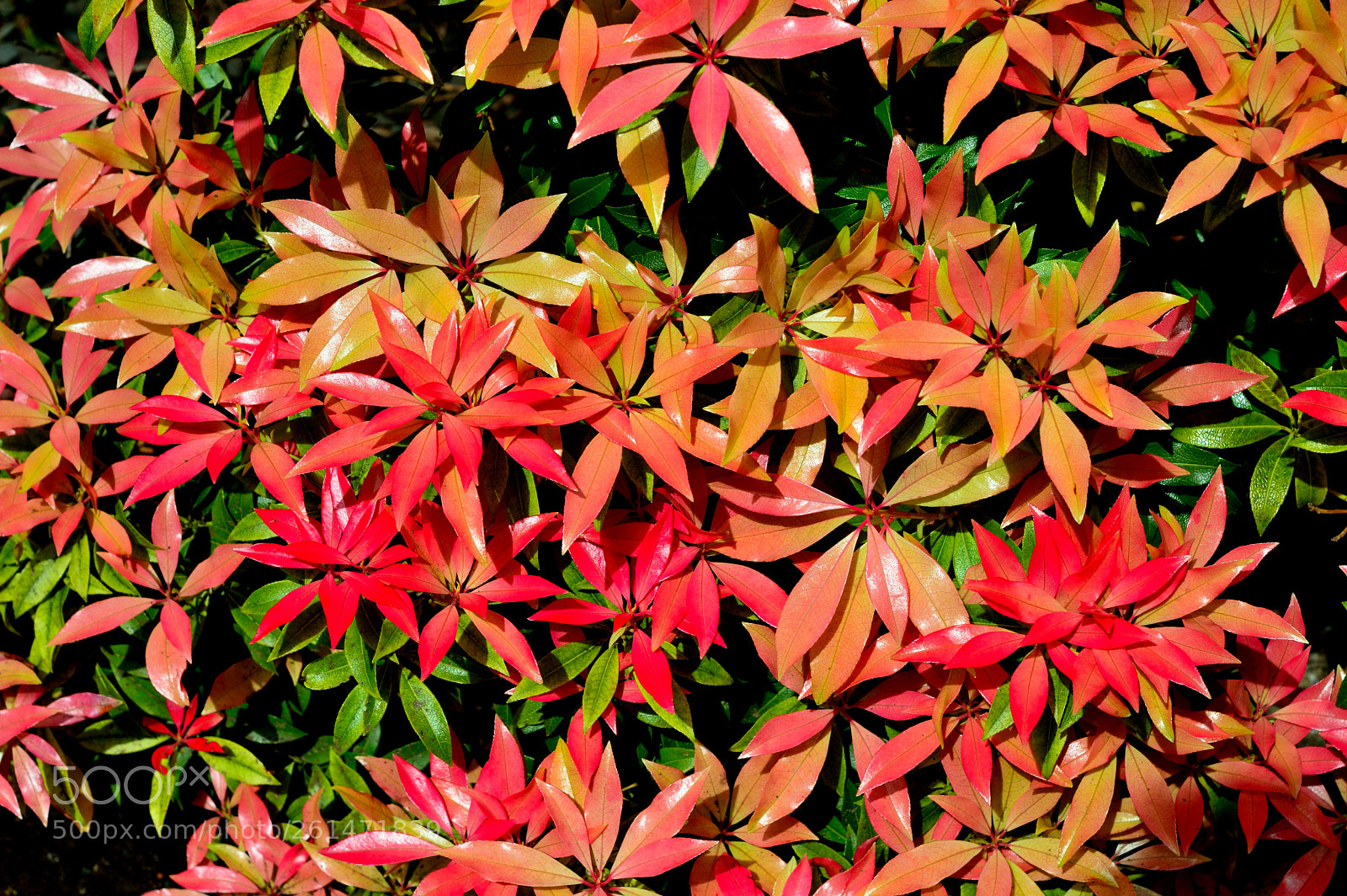 Nikon D3200 sample photo. Red leaf tops photography