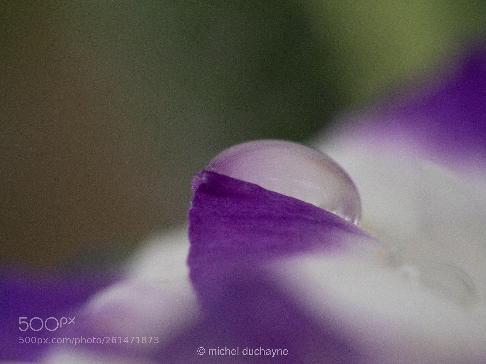 Olympus OM-D E-M10 II sample photo. Purple drop photography