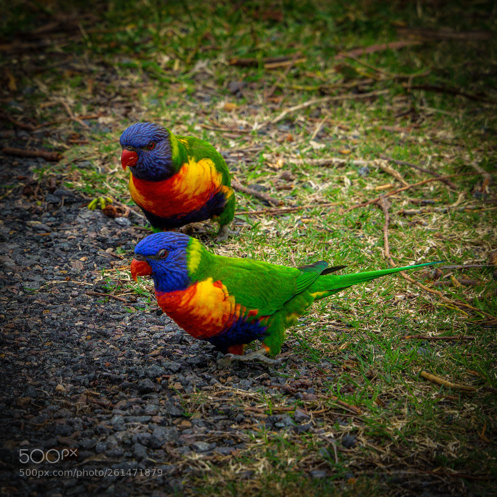 Olympus OM-D E-M1 sample photo. Courting couple photography
