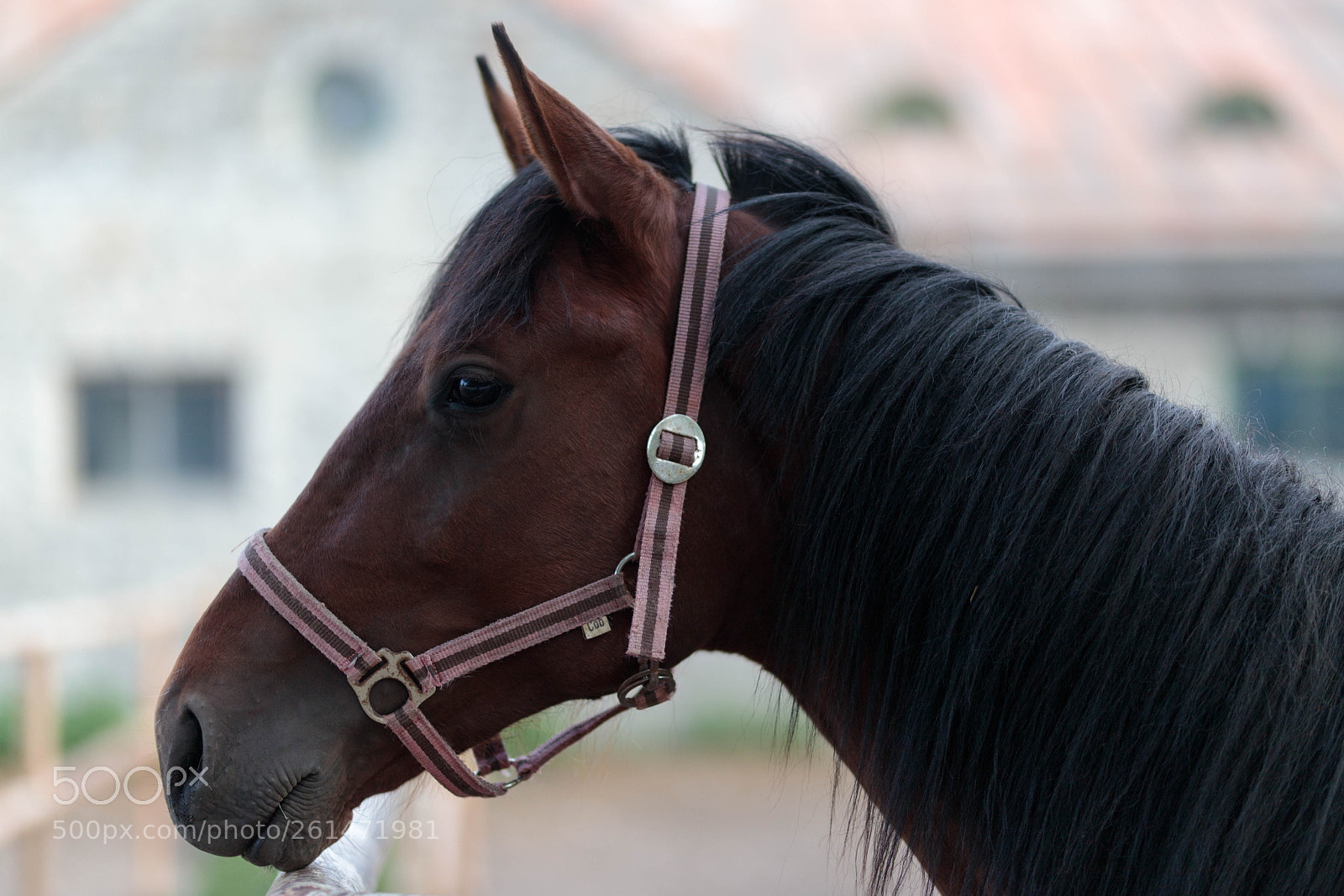 Canon EOS 6D Mark II sample photo. Horse portrait photography