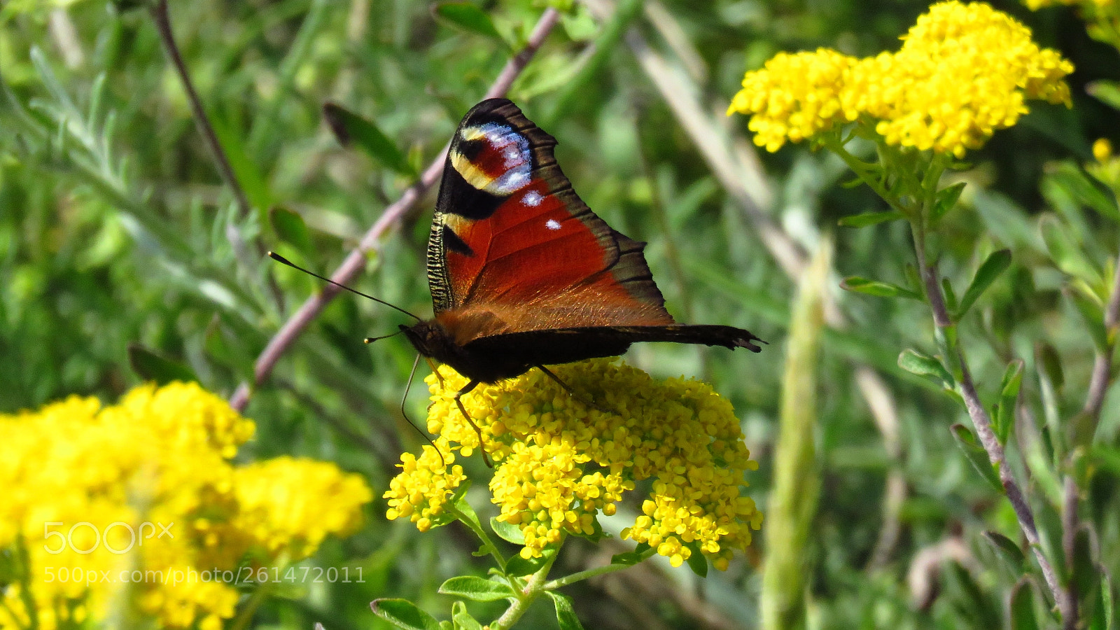 Canon PowerShot SX60 HS sample photo. Peacock butterfly (aglais io) photography