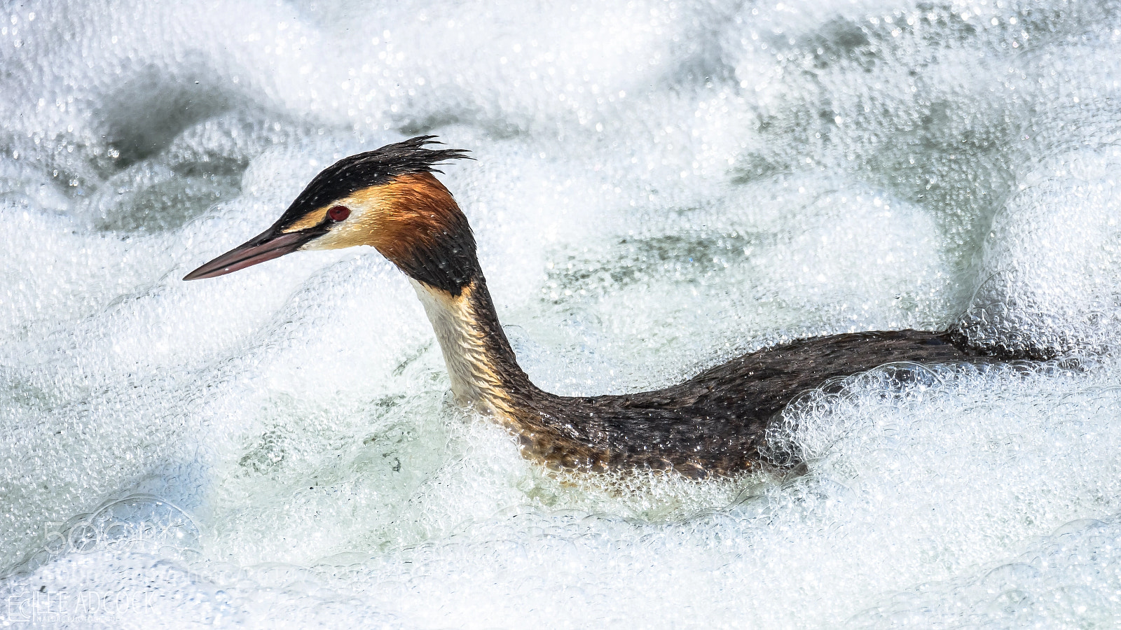 Nikon D7200 sample photo. Great crested grebe photography