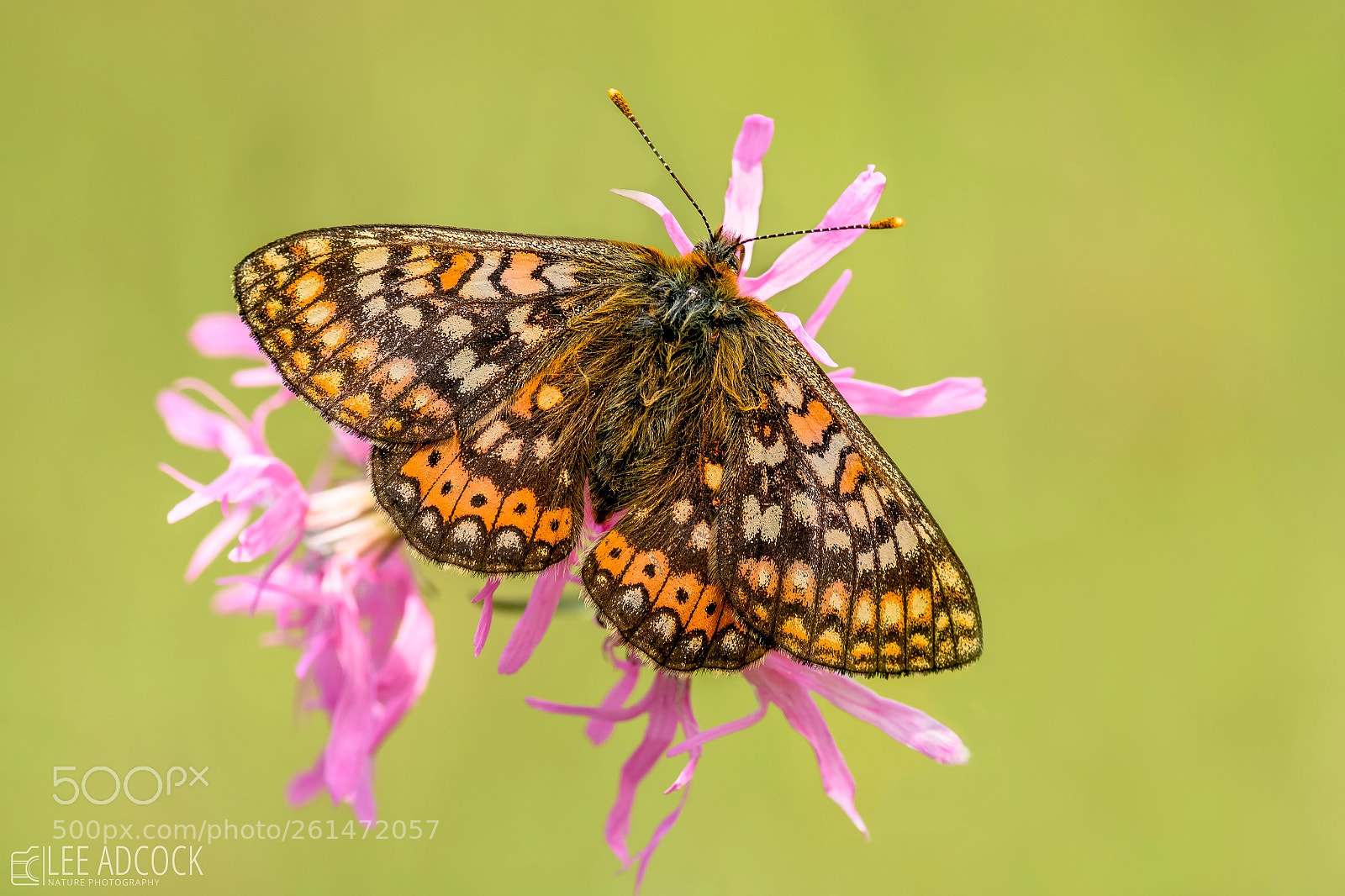Nikon D7200 sample photo. Marsh fritillary photography