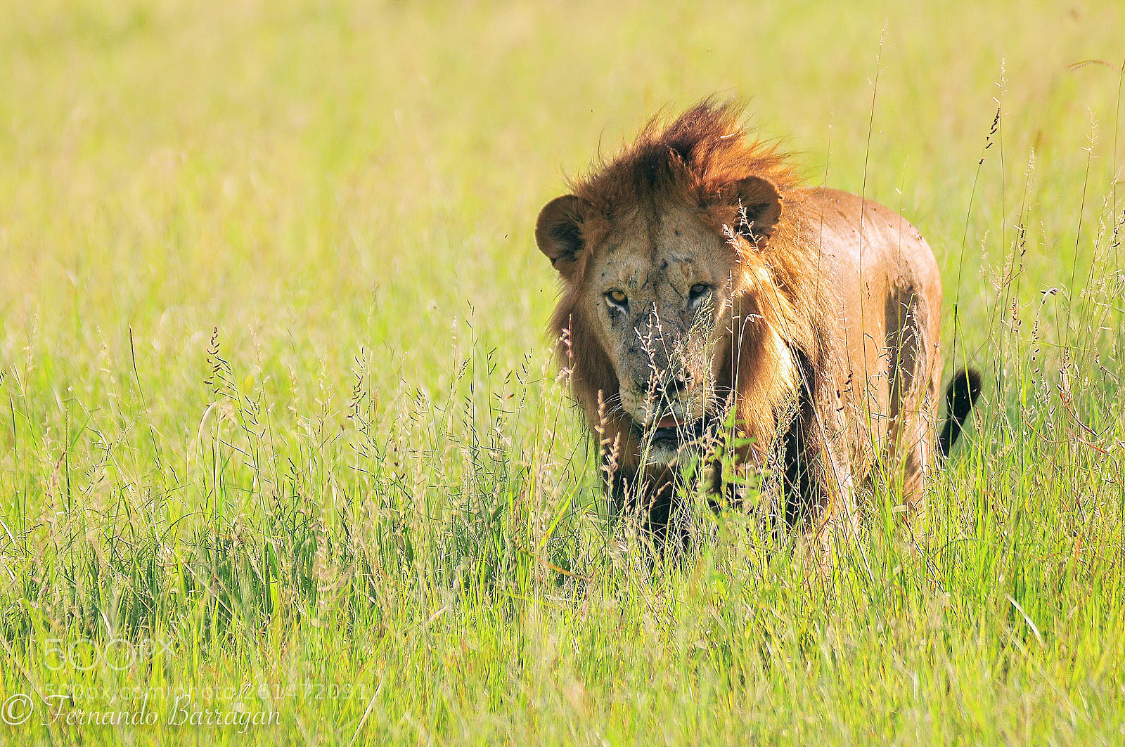 Nikon D300S sample photo. Lion looking at you photography