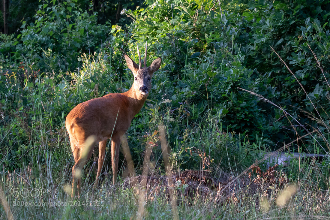 Canon EOS 7D Mark II sample photo. Roe deer photography