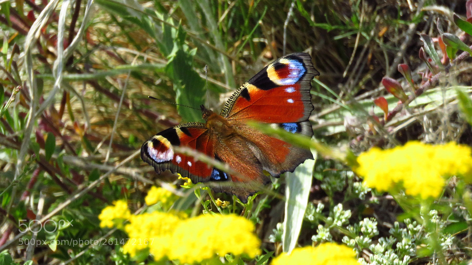 Canon PowerShot SX60 HS sample photo. Peacock butterfly (aglais io) photography