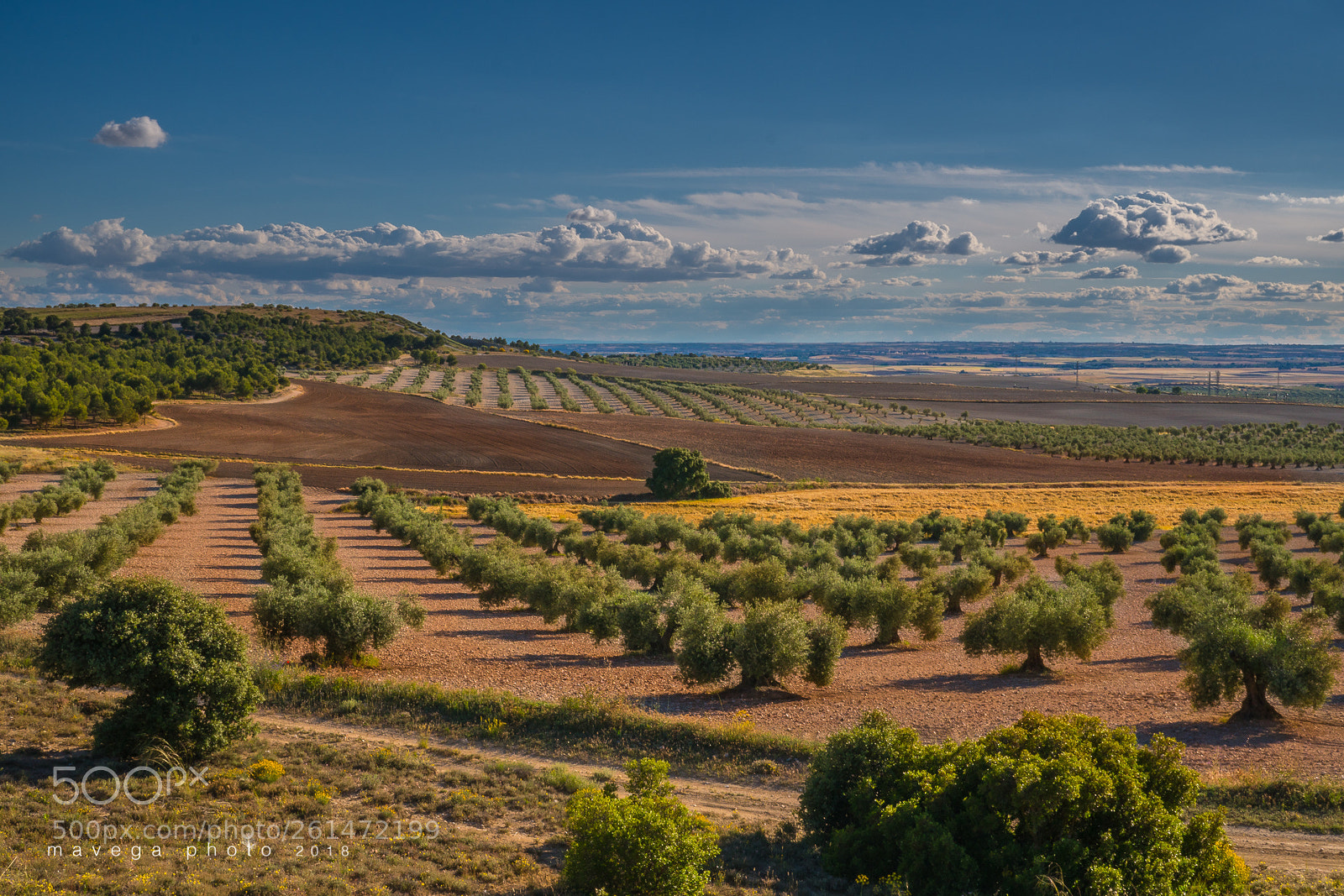 Sony a6300 sample photo. Olive field photography