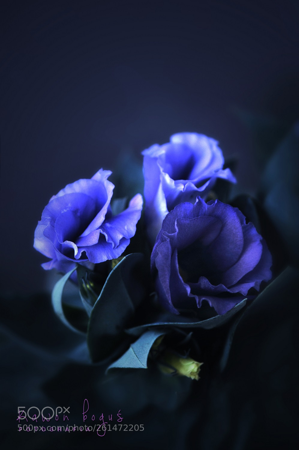 Nikon D300S sample photo. Eustoma photography