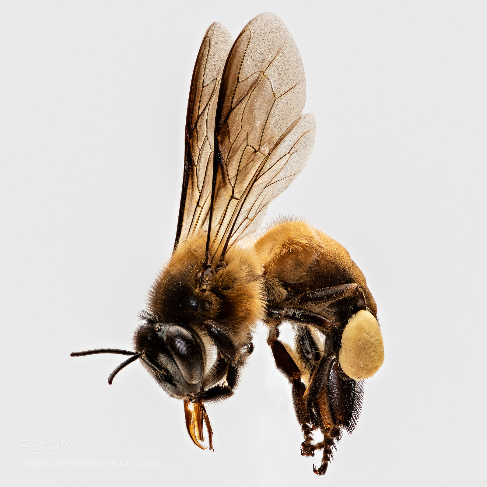 Nikon D810 sample photo. Honey bee photography