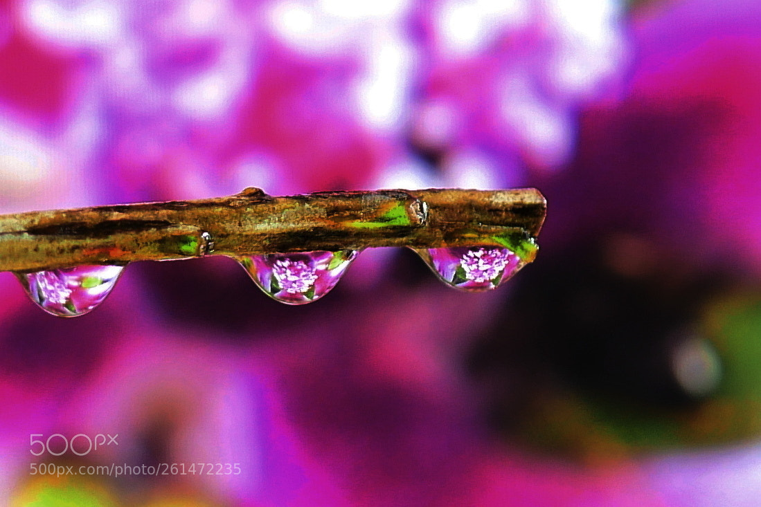 Panasonic Lumix DMC-GX8 sample photo. Untitled photography