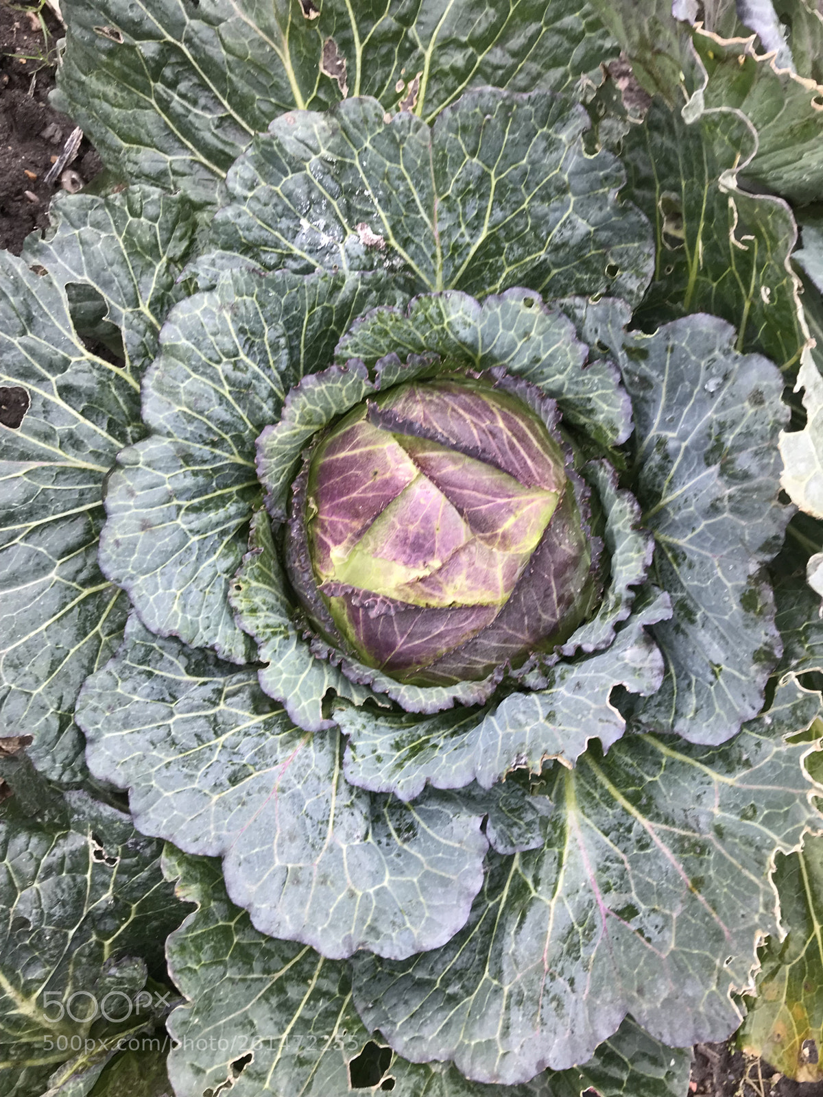 Apple iPhone 7 sample photo. Cabbage photography