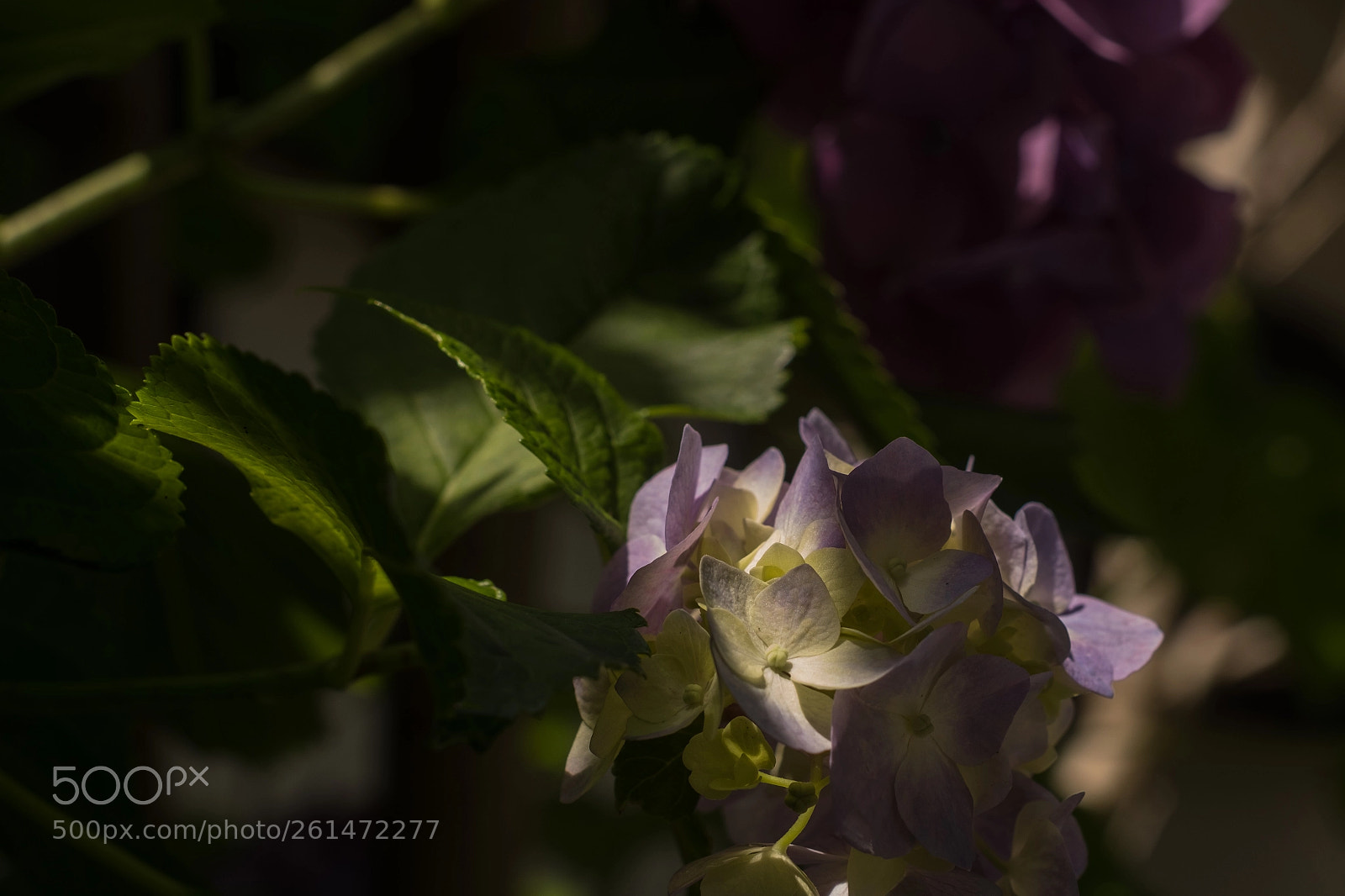 Fujifilm X-Pro2 sample photo. Hydrangea photography