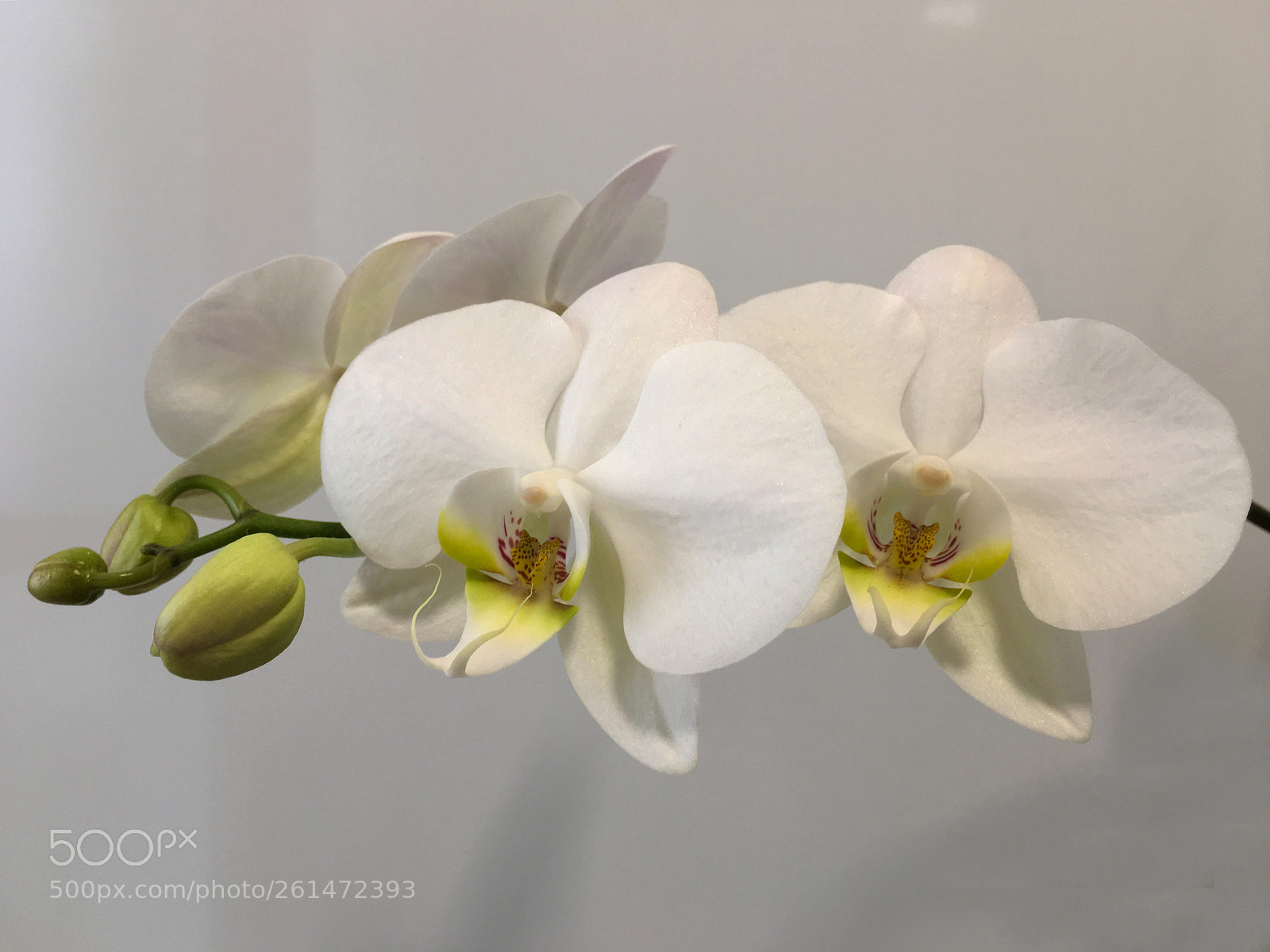 Apple iPhone 6s Plus sample photo. Orquídea blanca photography