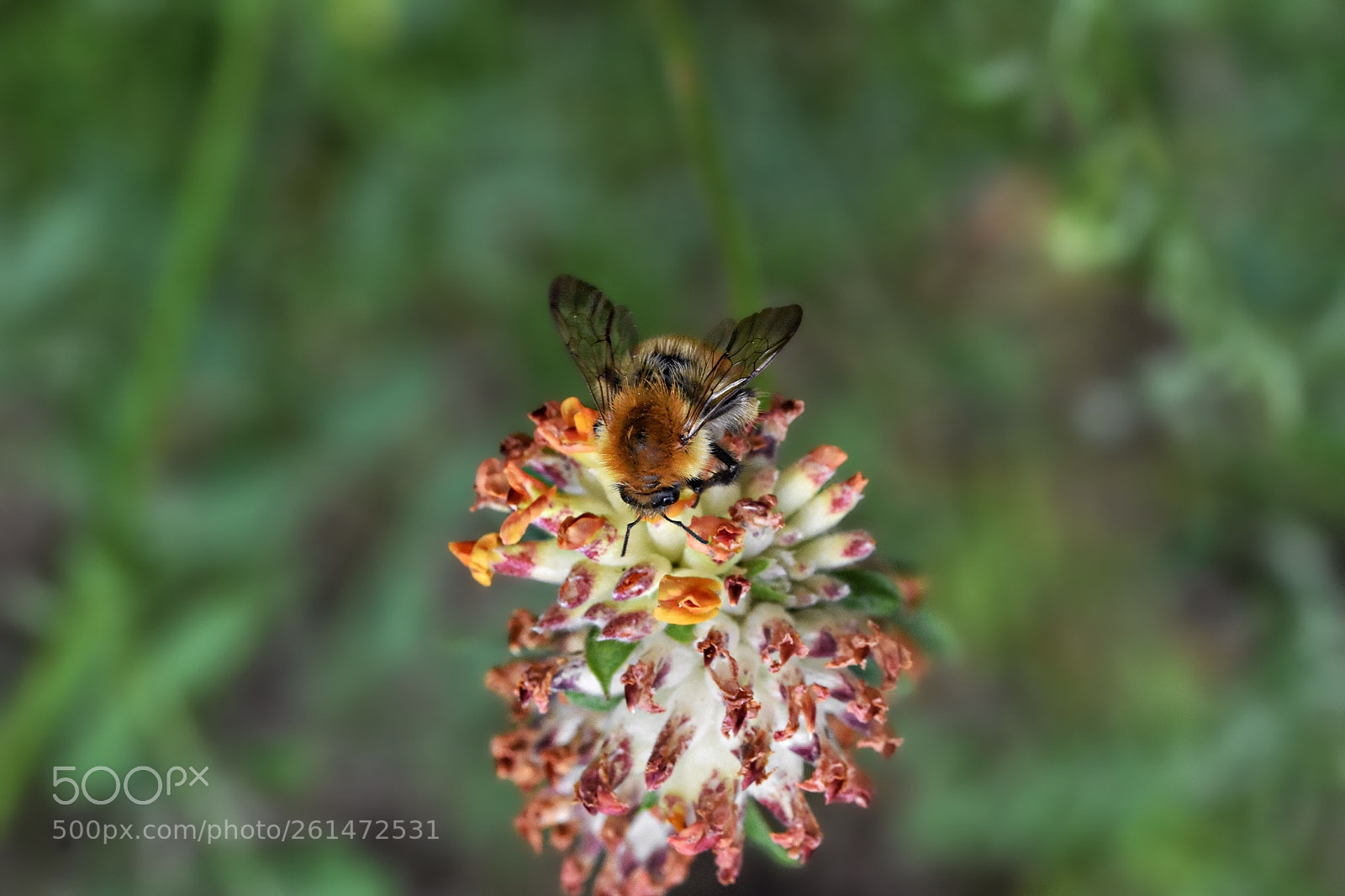 Nikon D7200 sample photo. Nature  photography