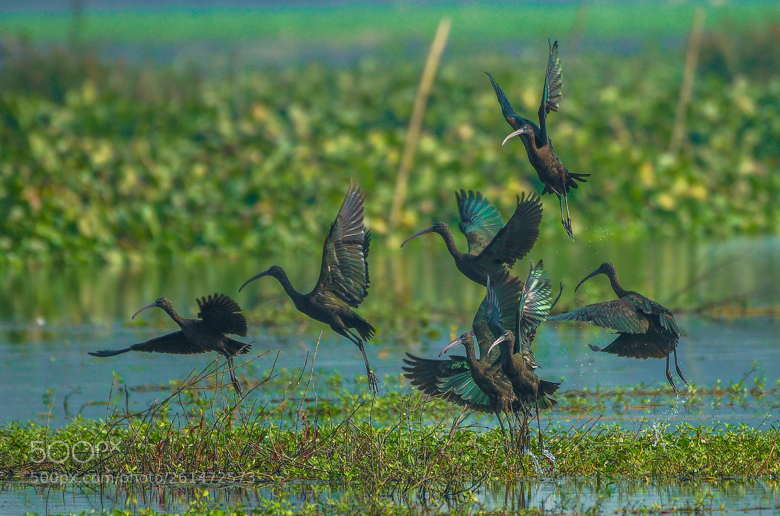 Nikon D500 sample photo. Glossy ibis photography
