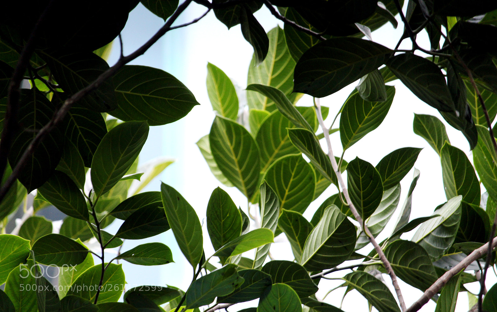 Canon EOS 700D (EOS Rebel T5i / EOS Kiss X7i) sample photo. Natural leaf photography