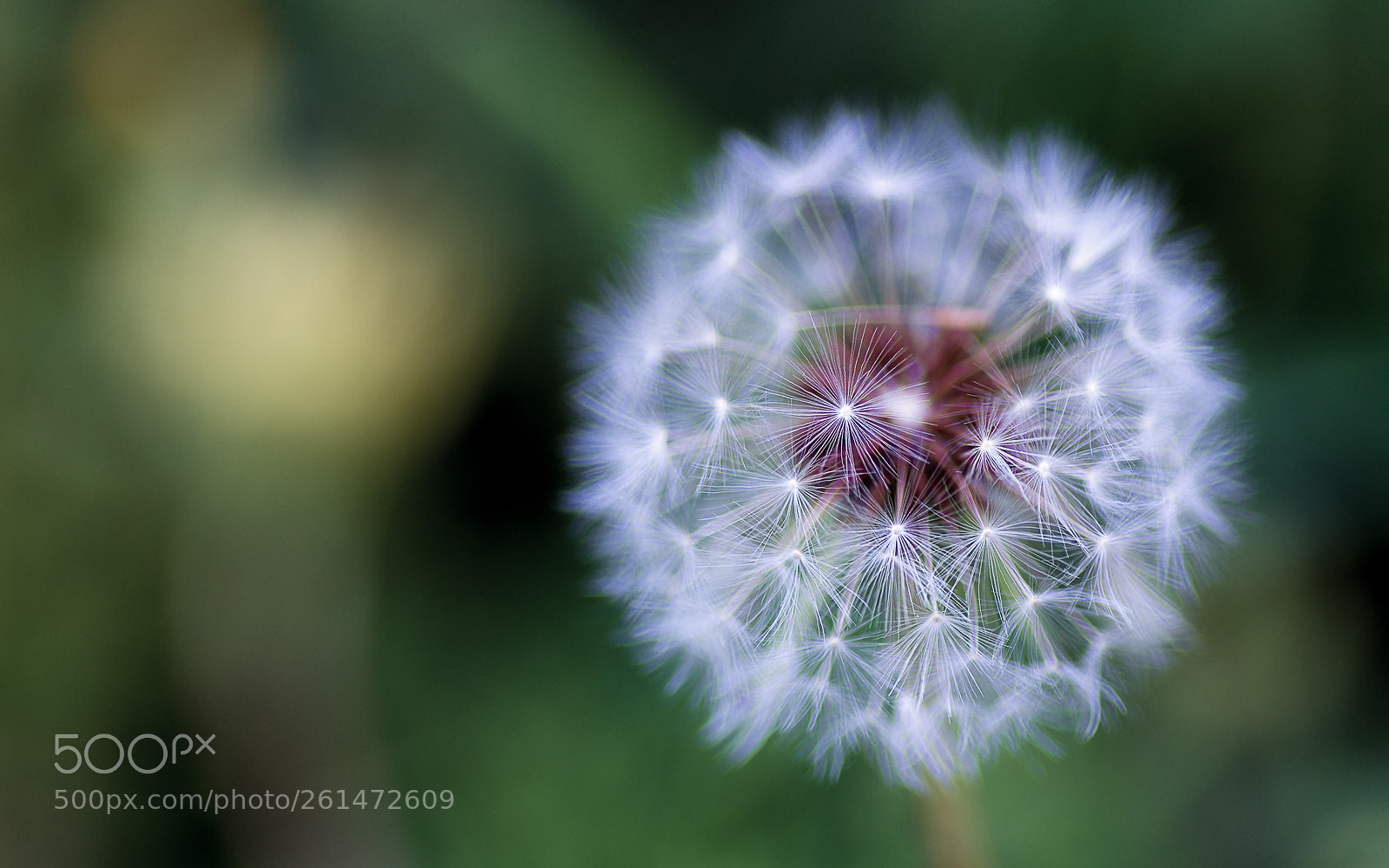 Pentax K-5 sample photo. Untitled photography