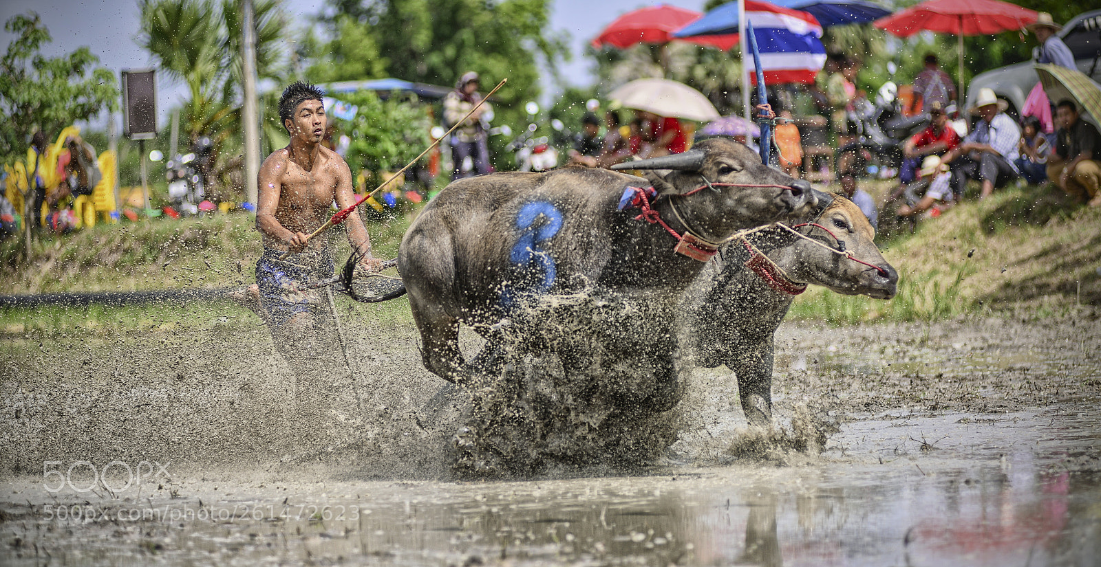 Nikon D800 sample photo. Buffalo racing photography