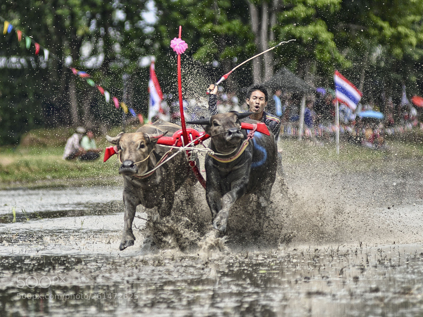 Nikon D800 sample photo. Buffalo racing photography