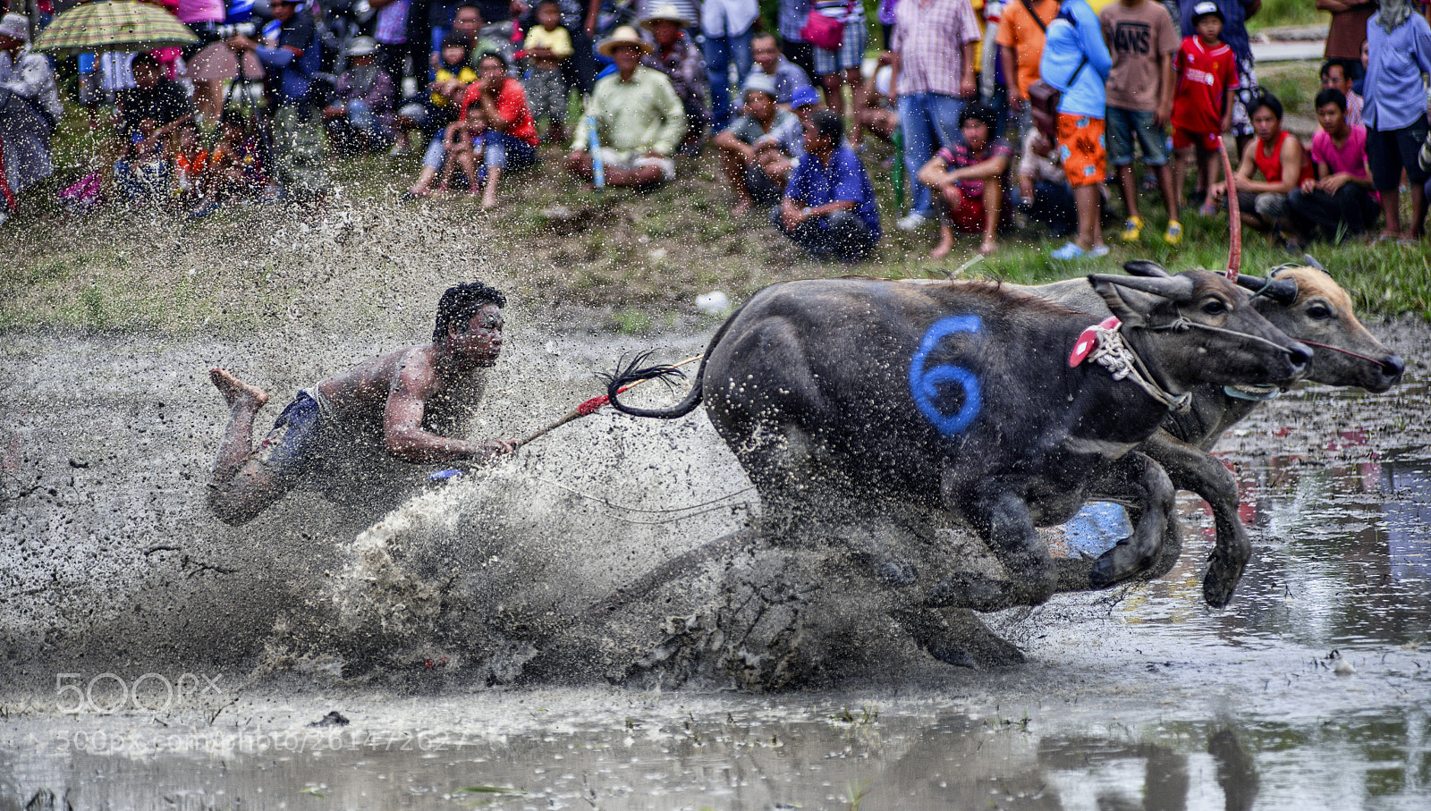 Nikon D800 sample photo. Buffalo racing photography