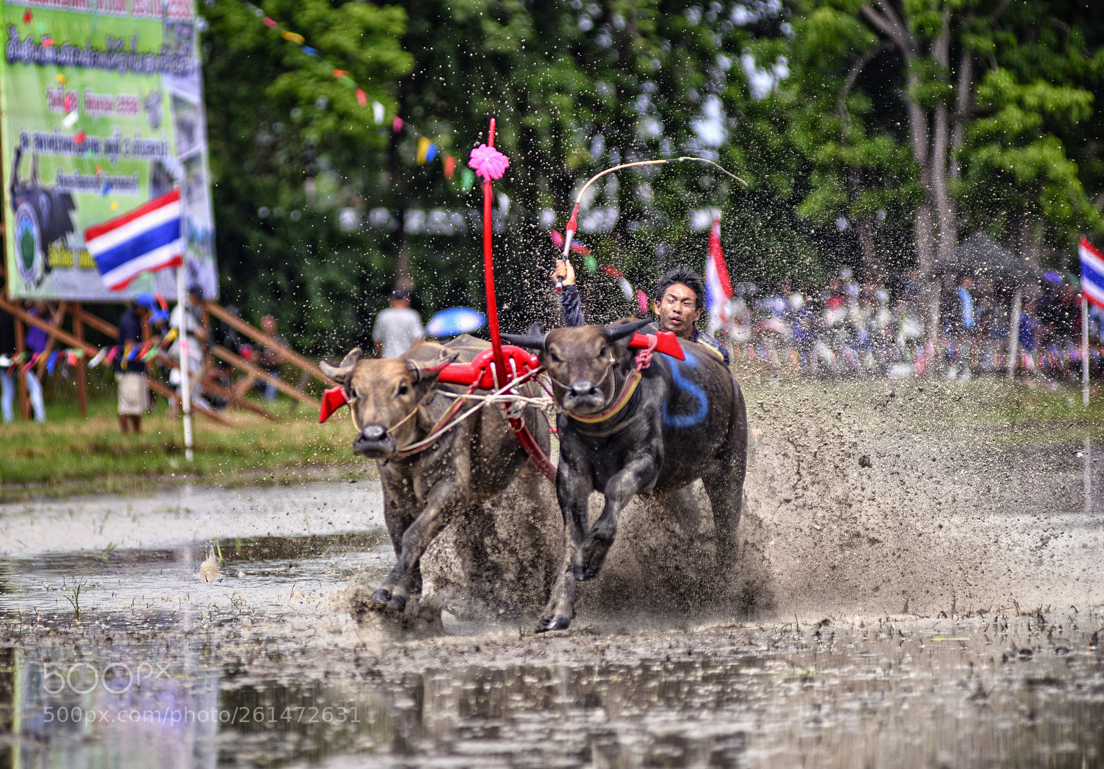 Nikon D800 sample photo. Buffalo racing photography