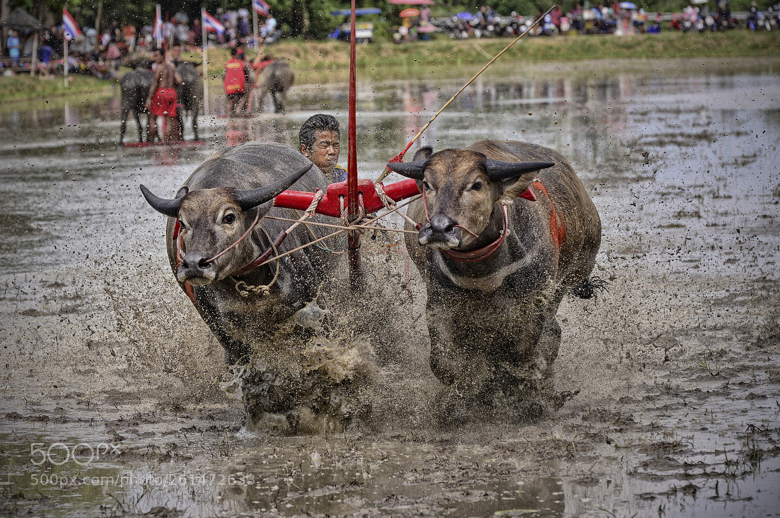 Nikon D800 sample photo. Buffalo racing photography