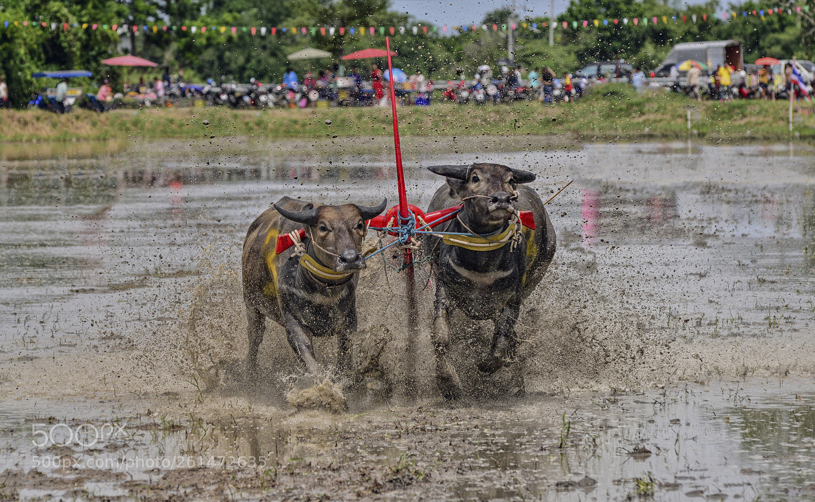 Nikon D800 sample photo. Buffalo racing photography