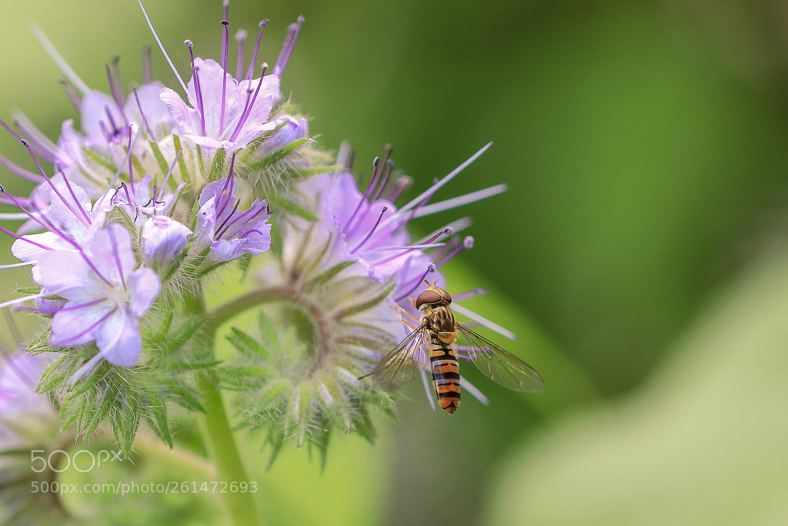 Canon EOS 80D sample photo. Macrophoto photography