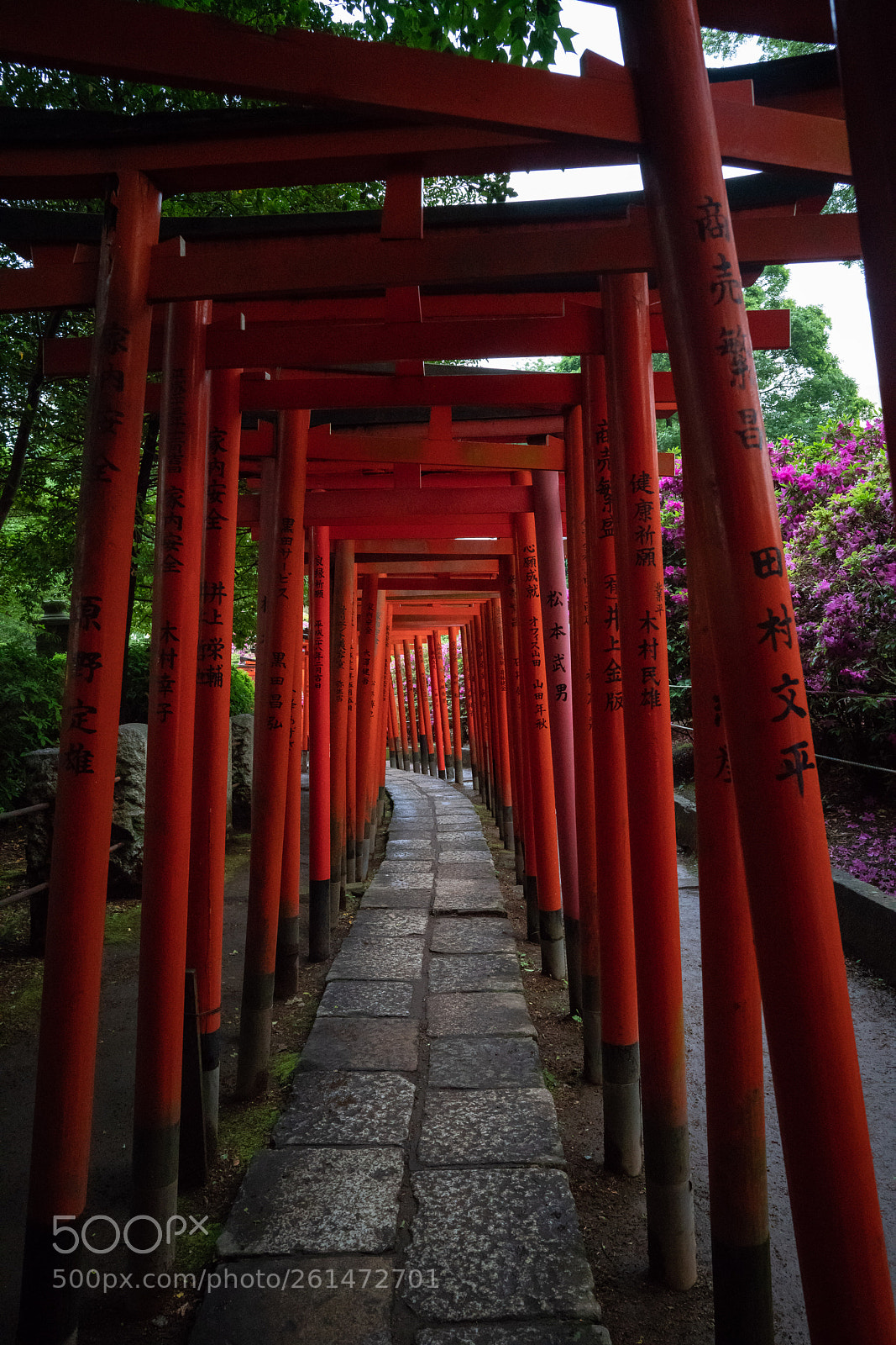Sony a7R III sample photo. Torii gates and azaleas photography