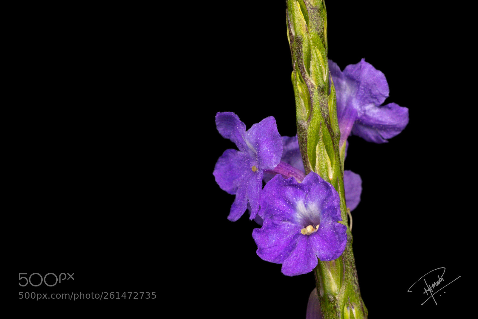 Canon EOS 5D Mark IV sample photo. Flowermacro photography