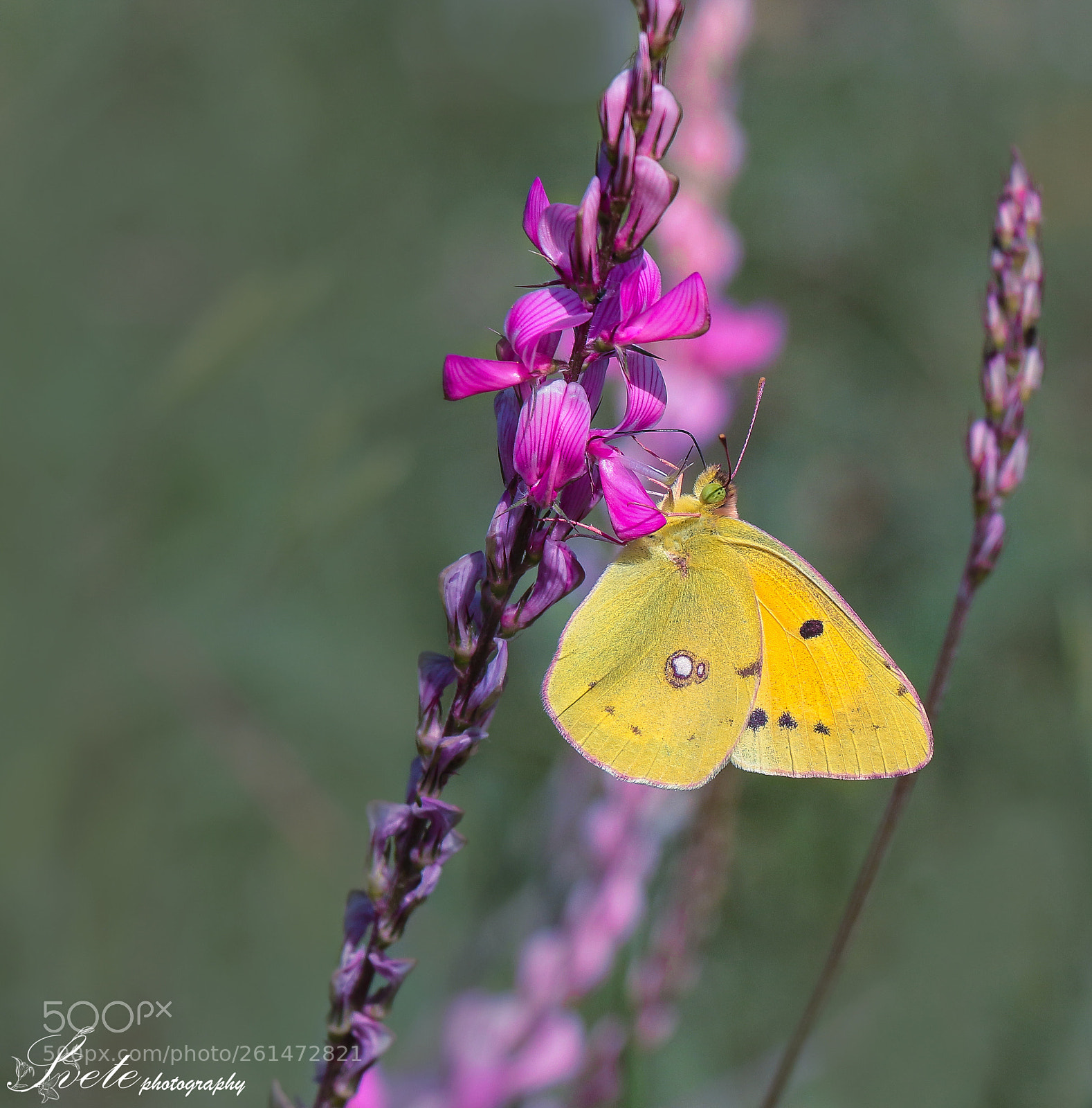 Canon EOS 700D (EOS Rebel T5i / EOS Kiss X7i) sample photo. Clouded yellow photography